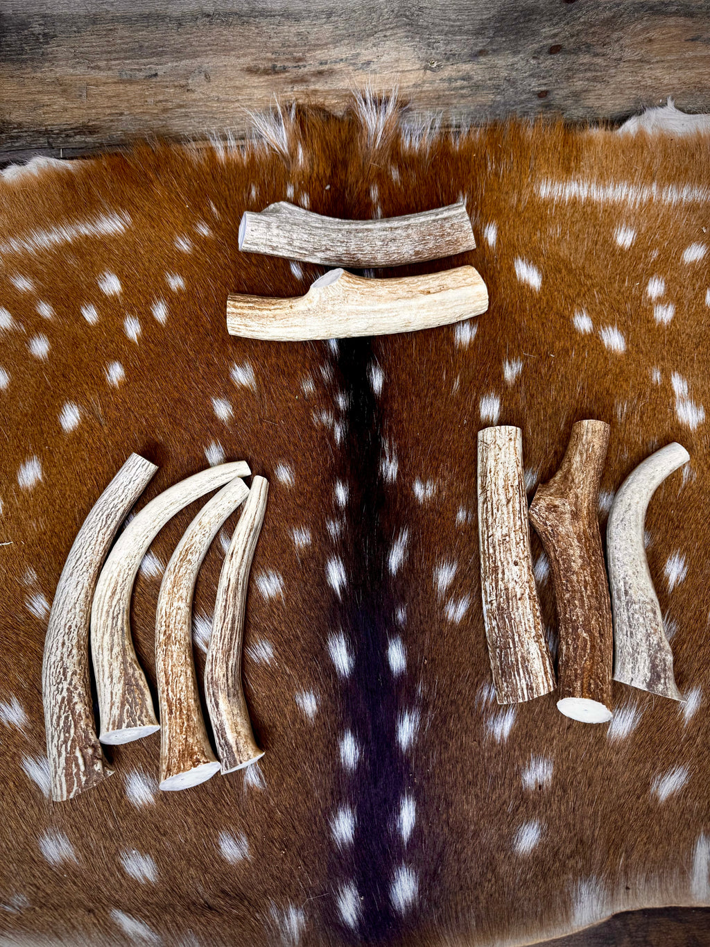 Axis Antler Dog Chew Treats (Super Strong/Solid Antlers) - 1 Pound Groups - Free Ship