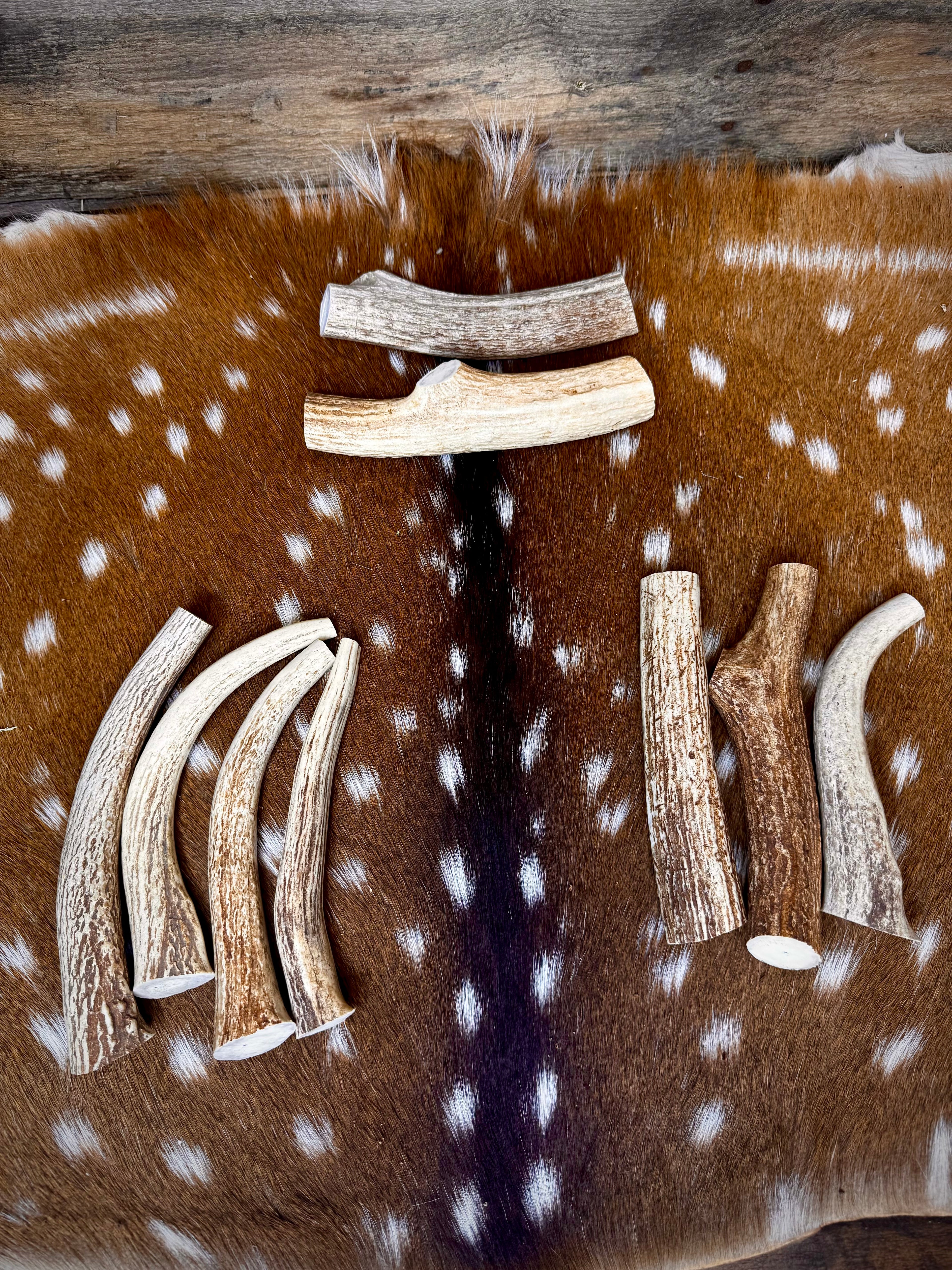 Axis Antler Dog Chew Treats (Super Strong/Solid Antlers) - 1 Pound Groups - Free Ship