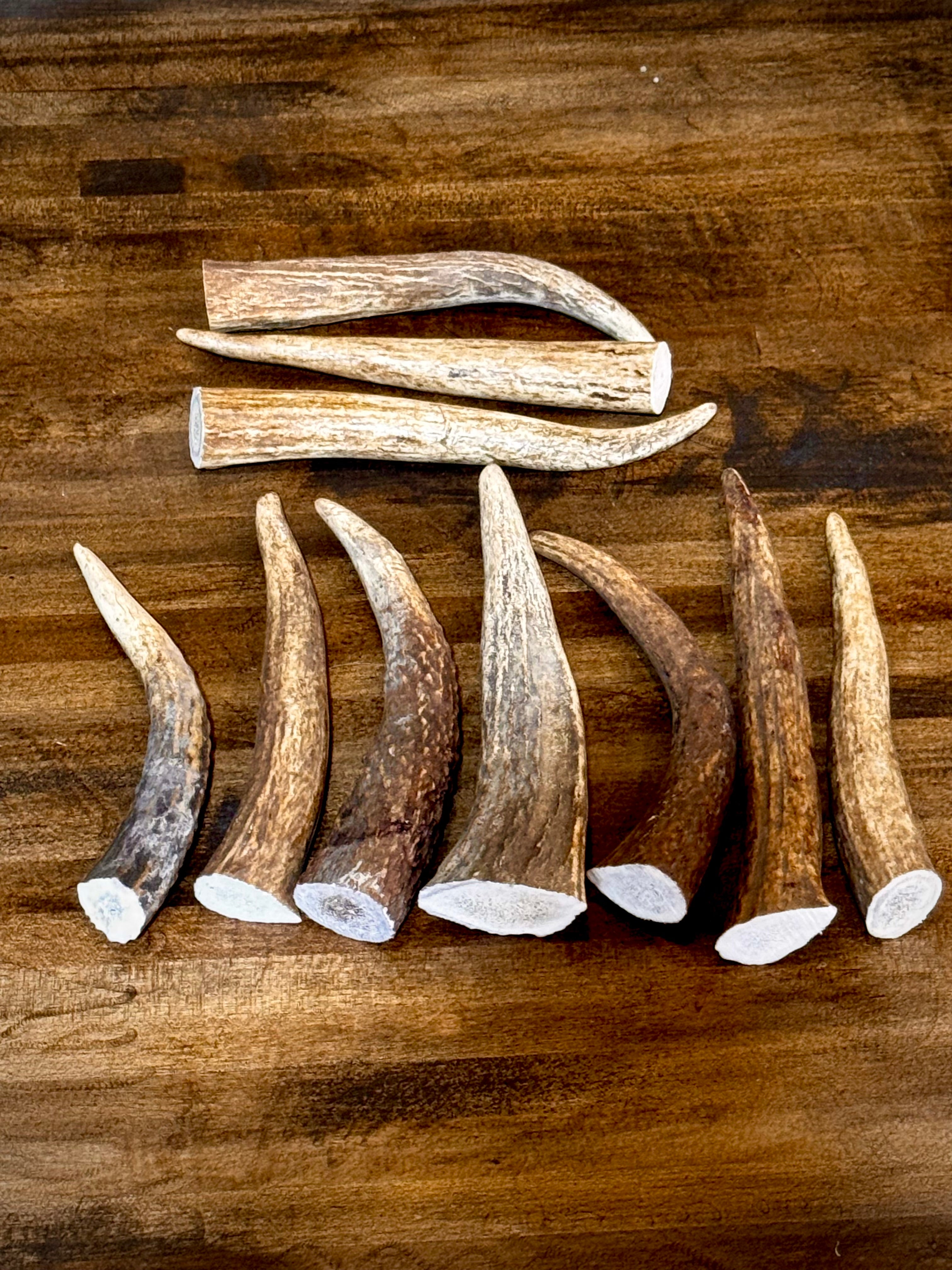 Bundle Of Elk Antler Tips/Points/Tines - Pack of 5 or 10 - Choose size