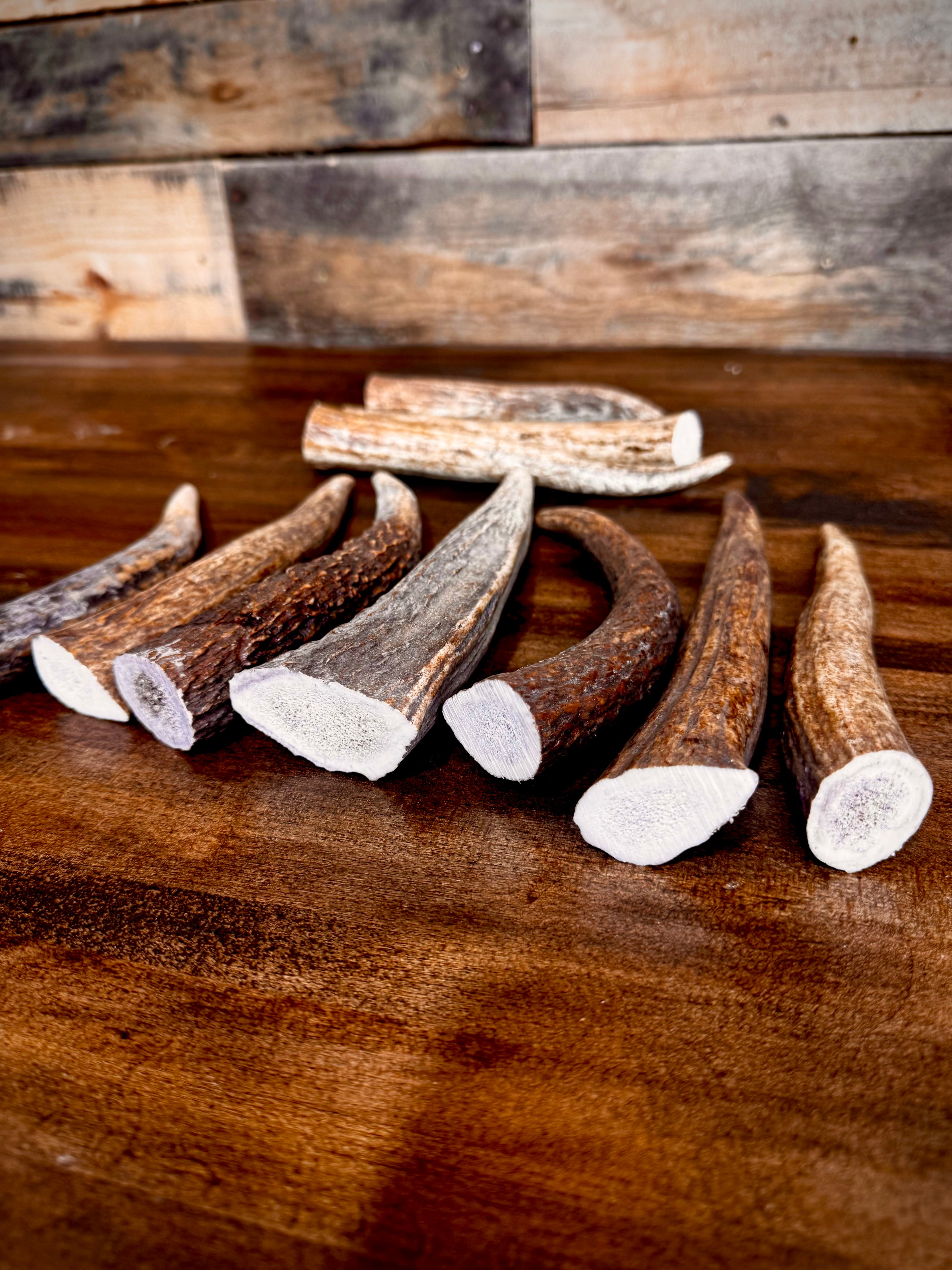 Bundle Of Elk Antler Tips/Points/Tines - Pack of 5 or 10 - Choose size
