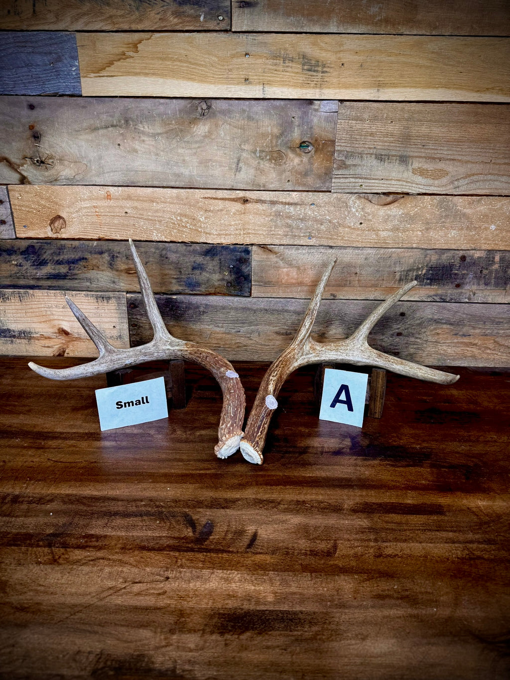 Rattling Antlers Collection 1 (2026) - Size SMALL - Choose Piece