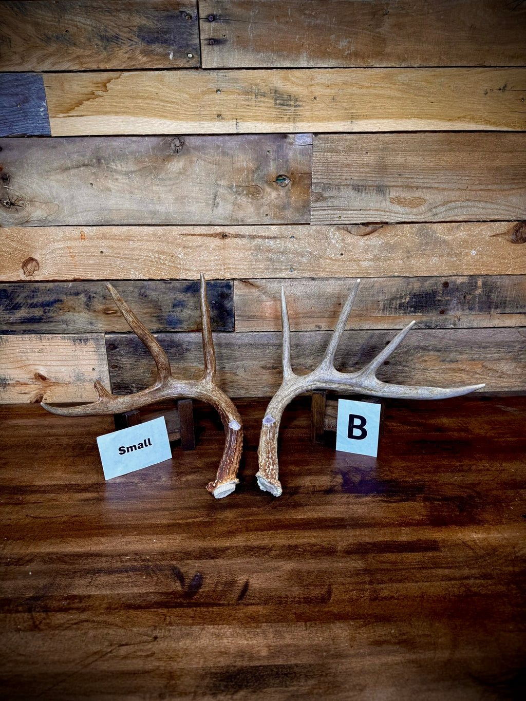 Rattling Antlers Collection 1 (2026) - Size SMALL - Choose Piece