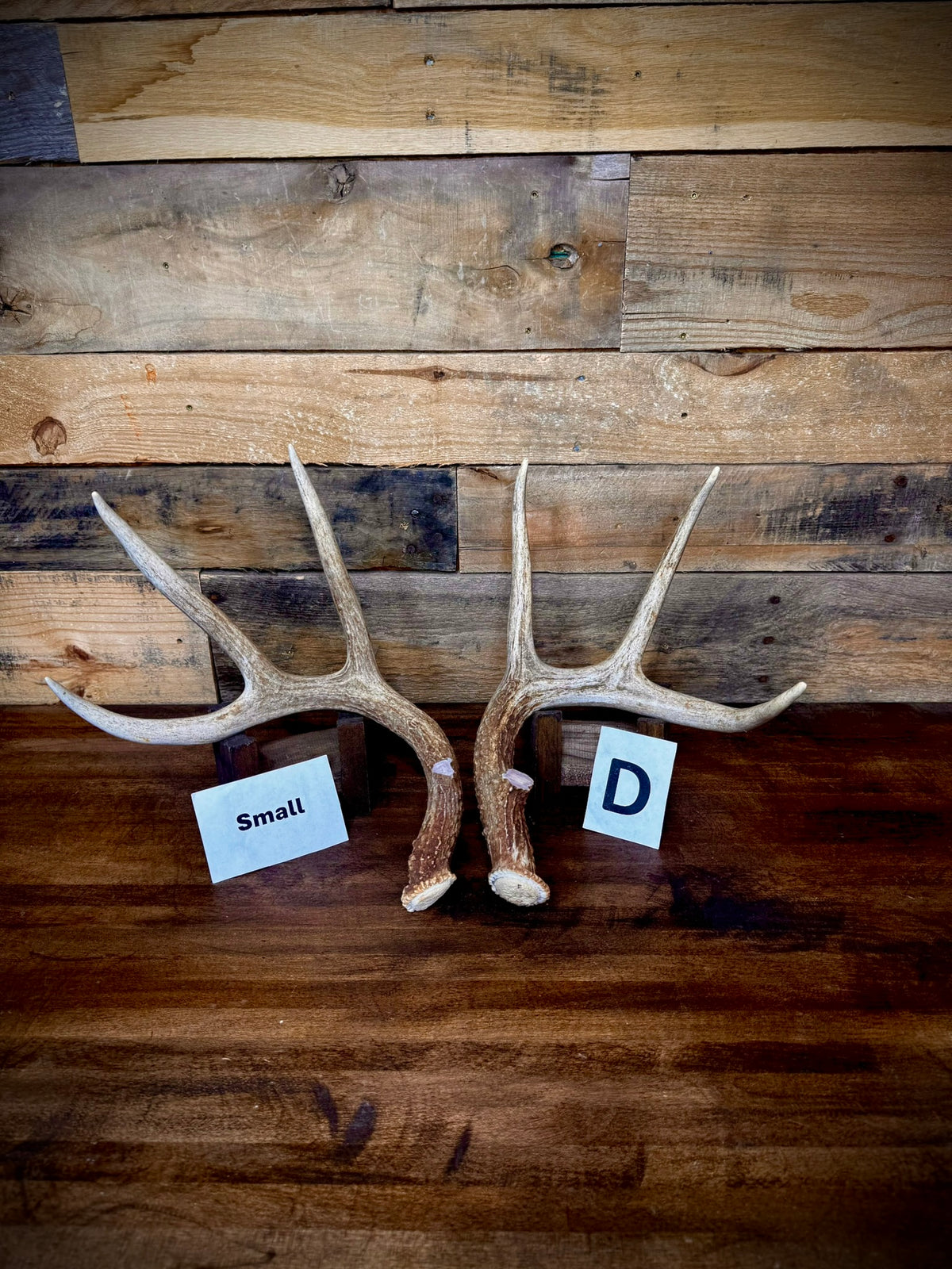 Rattling Antlers Collection 1 (2026) - Size SMALL - Choose Piece