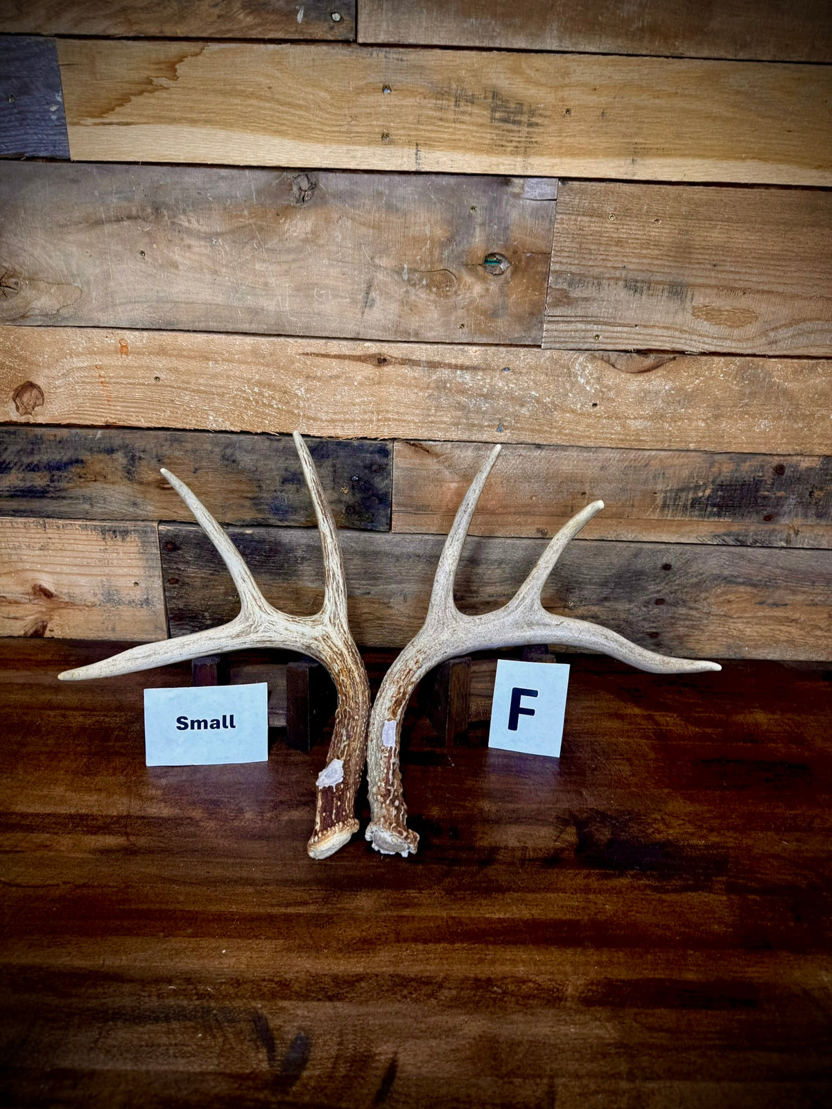 Rattling Antlers Collection 1 (2026) - Size SMALL - Choose Piece