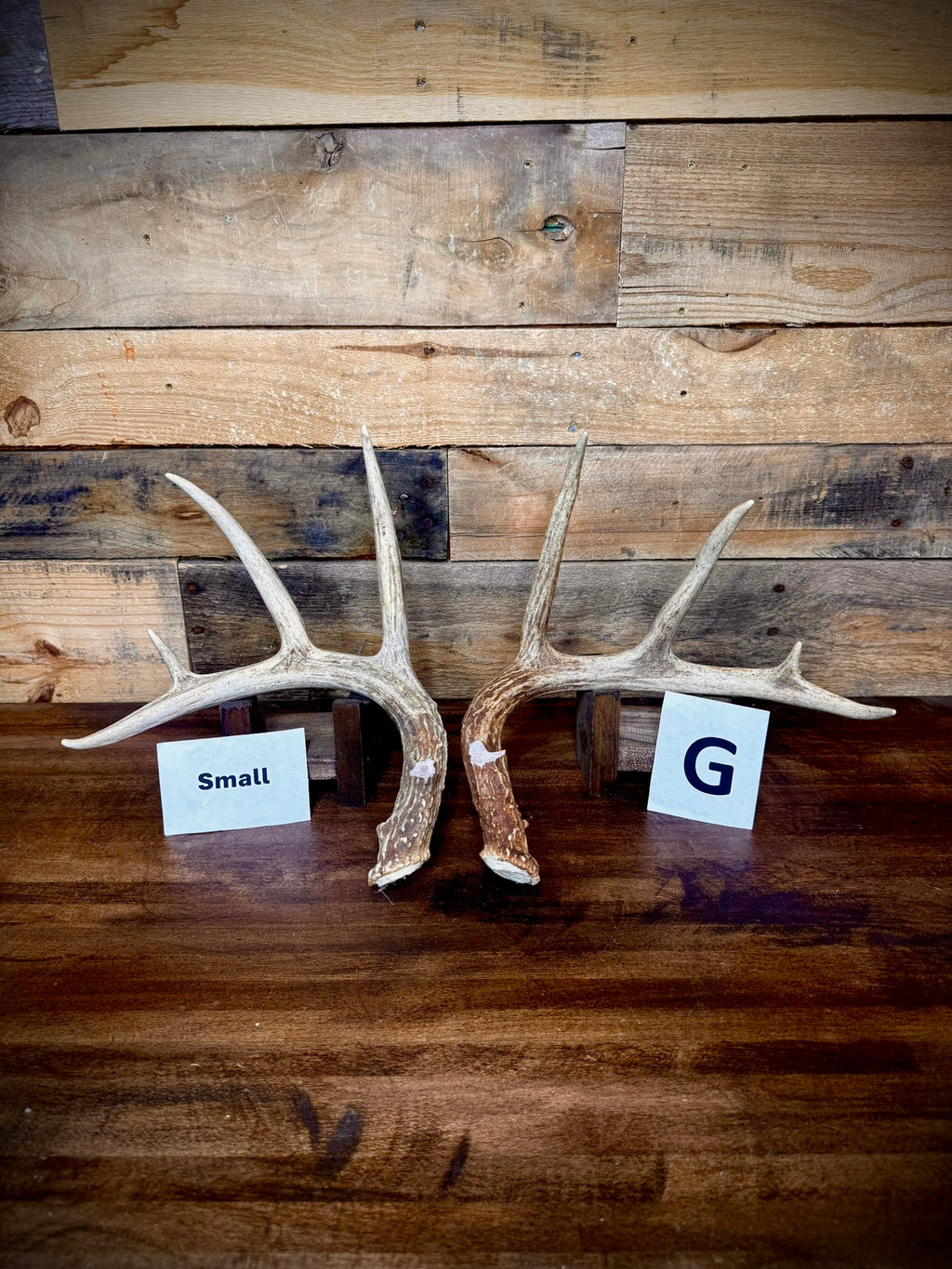 Rattling Antlers Collection 1 (2026) - Size SMALL - Choose Piece