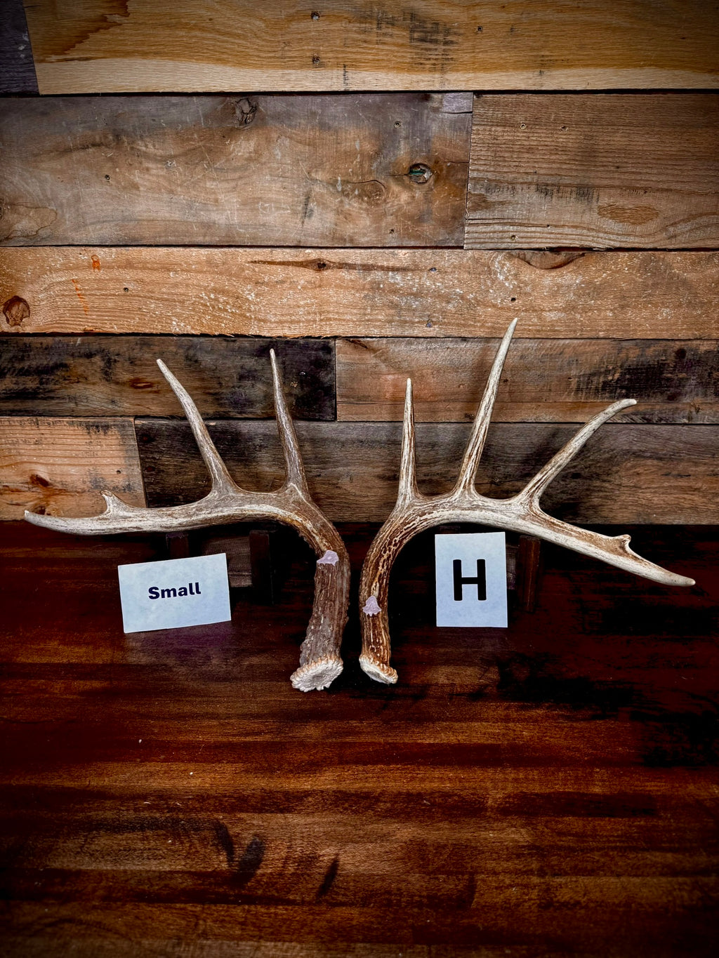 Rattling Antlers Collection 1 (2026) - Size SMALL - Choose Piece
