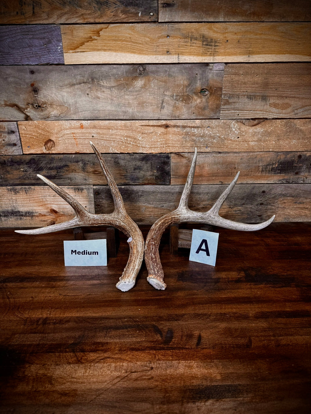 Rattling Antlers Collection 1 (2026) – Size MEDIUM - Choose Piece