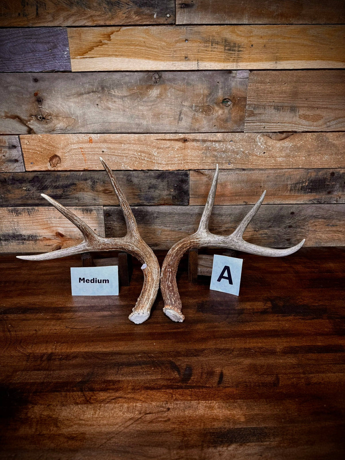 Rattling Antlers Collection 1 (2026) – Size MEDIUM - Choose Piece