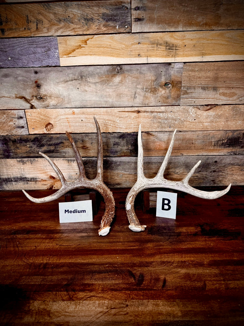 Rattling Antlers Collection 1 (2026) – Size MEDIUM - Choose Piece