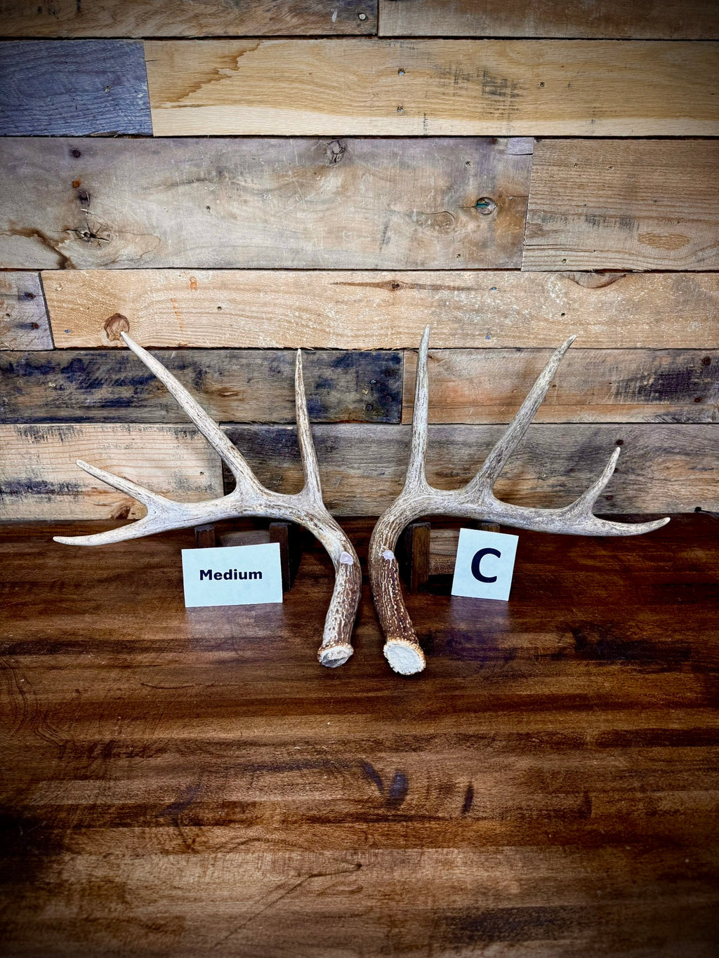 Rattling Antlers Collection 1 (2026) – Size MEDIUM - Choose Piece