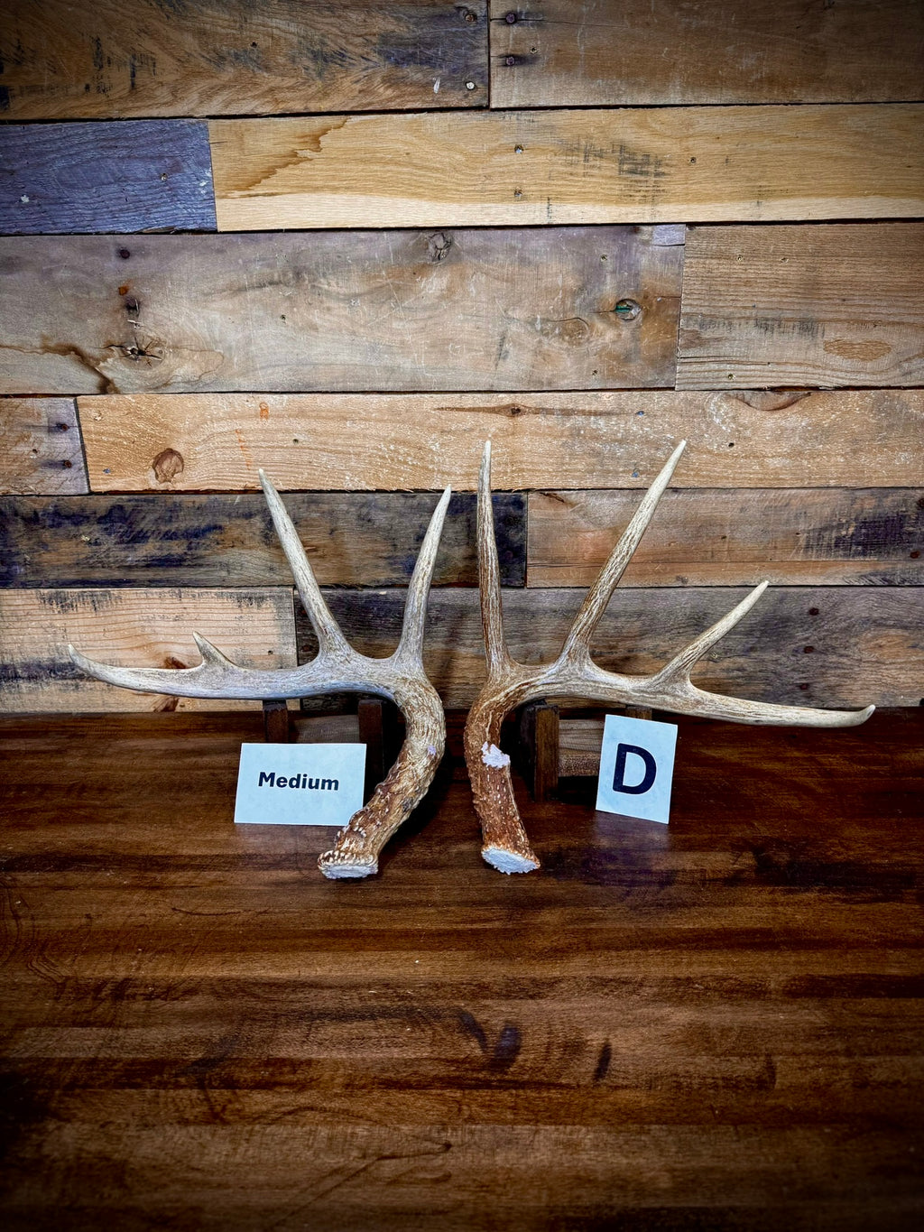 Rattling Antlers Collection 1 (2026) – Size MEDIUM - Choose Piece