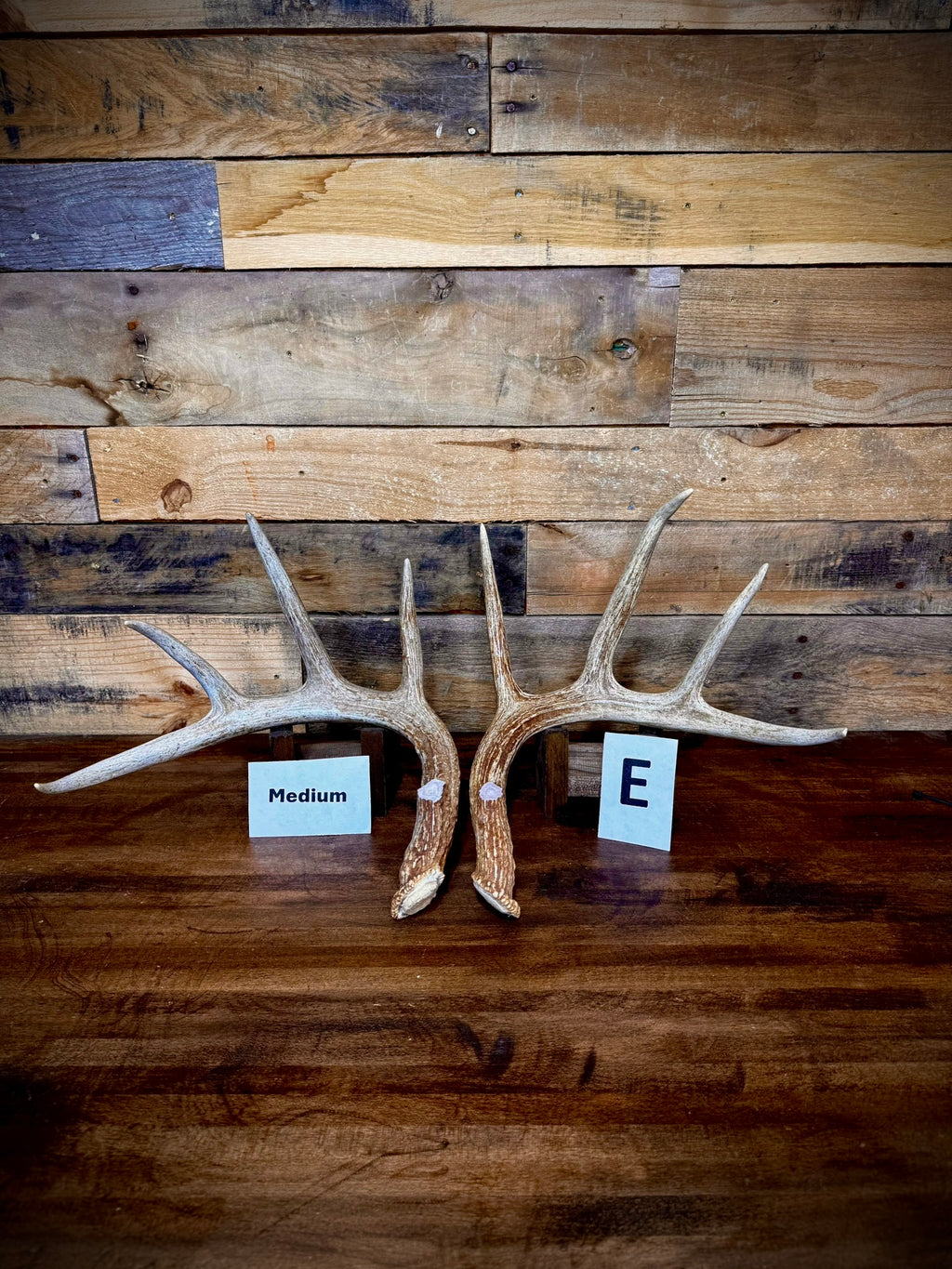 Rattling Antlers Collection 1 (2026) – Size MEDIUM - Choose Piece