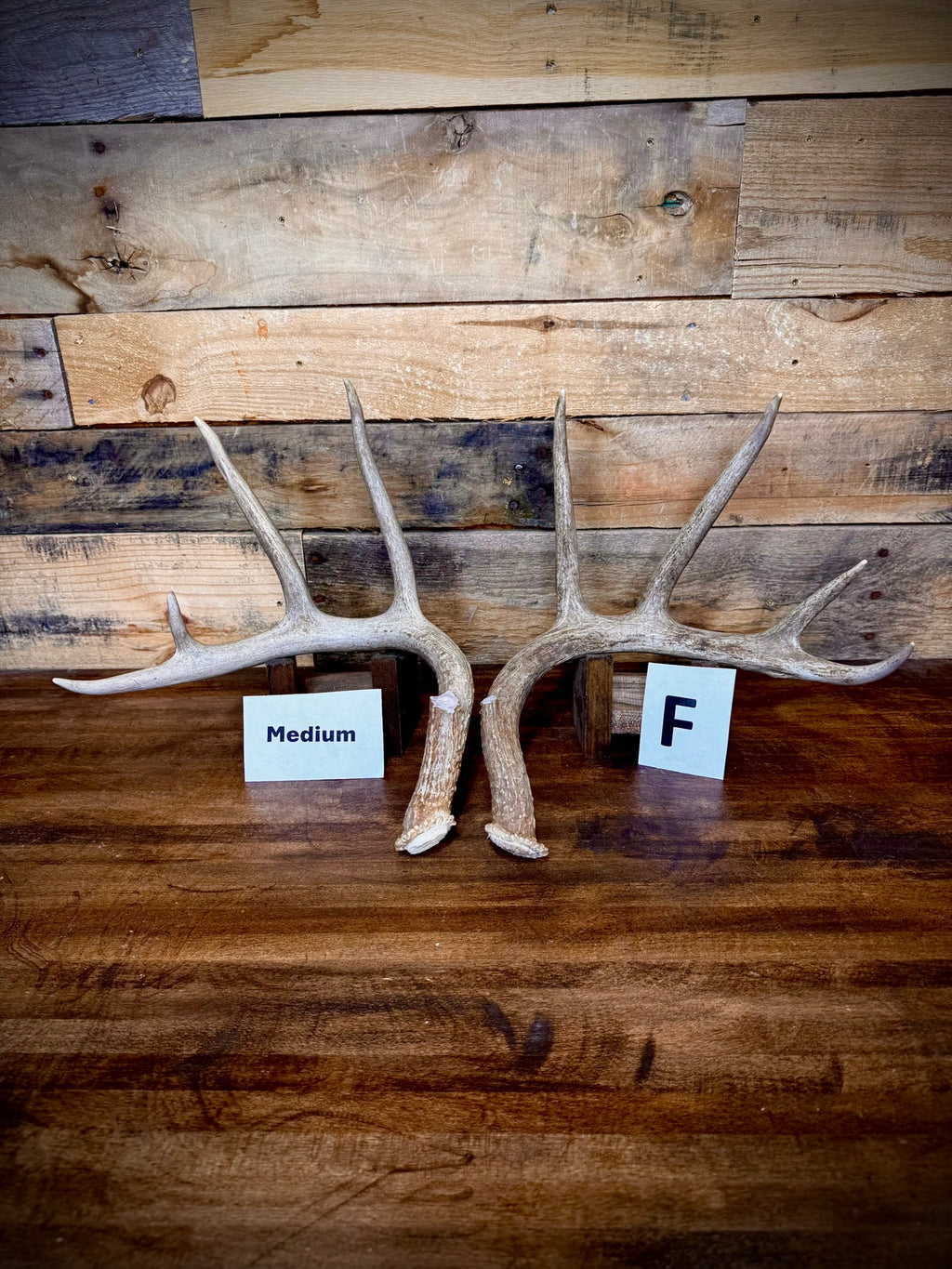 Rattling Antlers Collection 1 (2026) – Size MEDIUM - Choose Piece