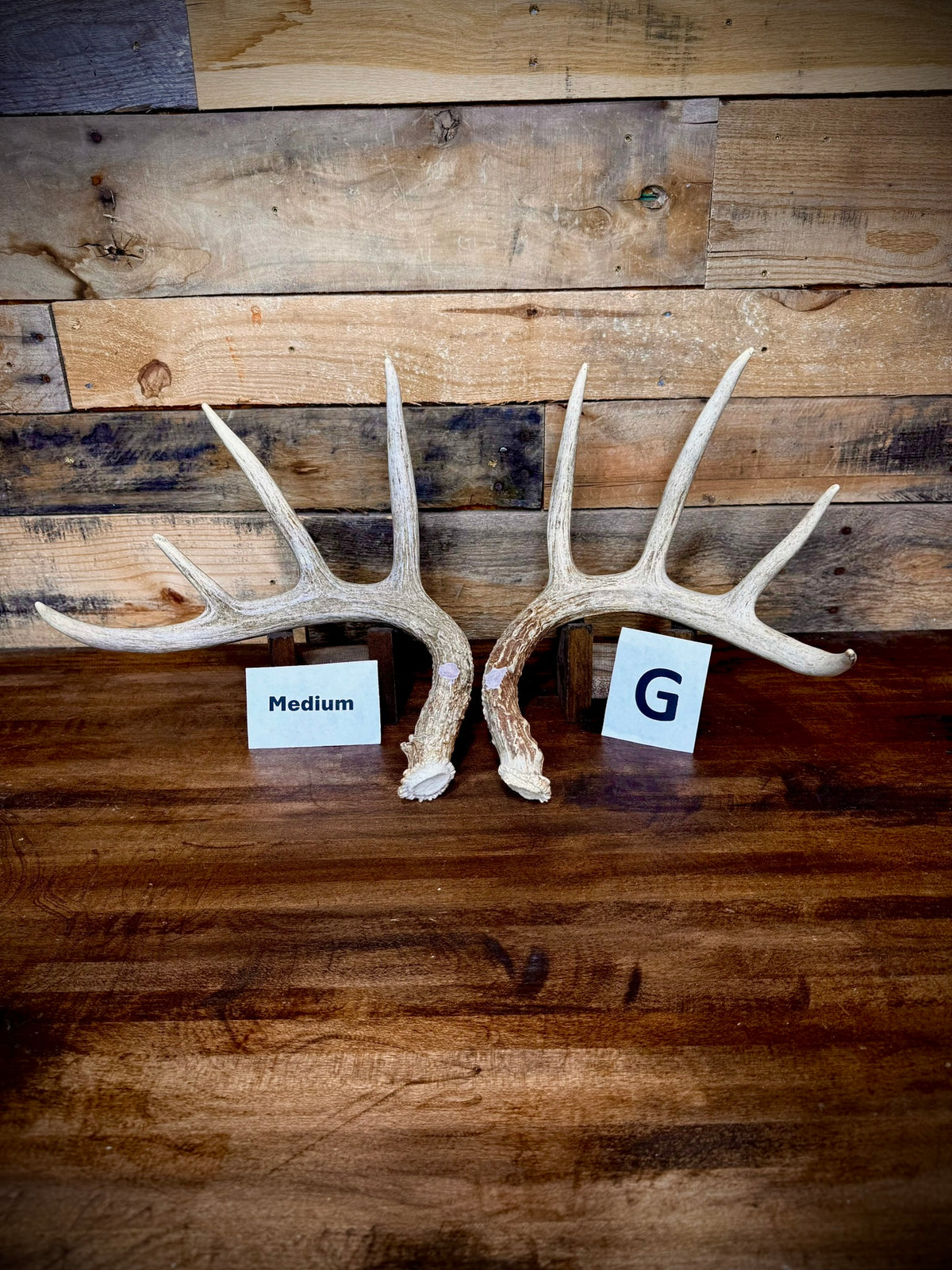 Rattling Antlers Collection 1 (2026) – Size MEDIUM - Choose Piece