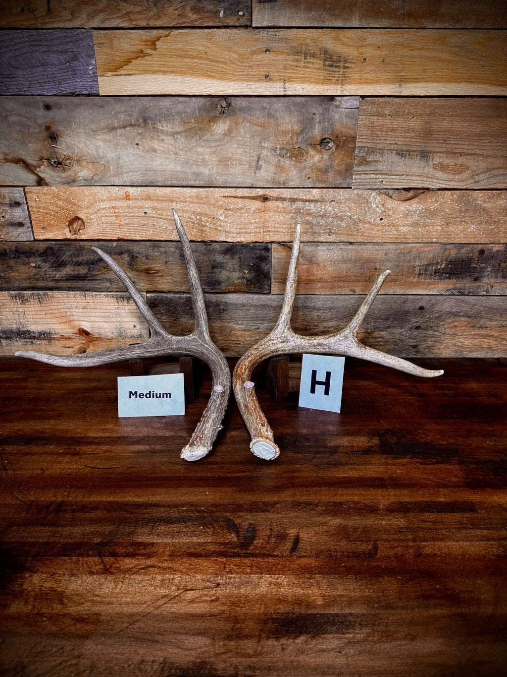 Rattling Antlers Collection 1 (2026) – Size MEDIUM - Choose Piece