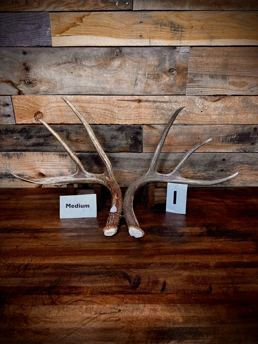 Rattling Antlers Collection 1 (2026) – Size MEDIUM - Choose Piece