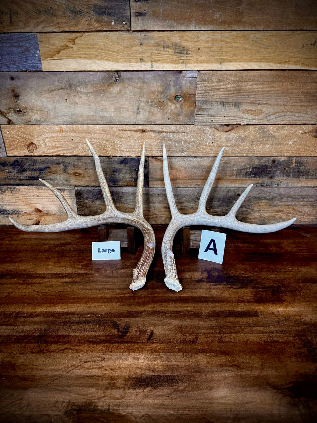 Rattling Antlers Collection 1 (2026) – Size LARGE - Choose Piece