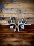 Rattling Antlers Collection 1 (2026) – Size LARGE - Choose Piece