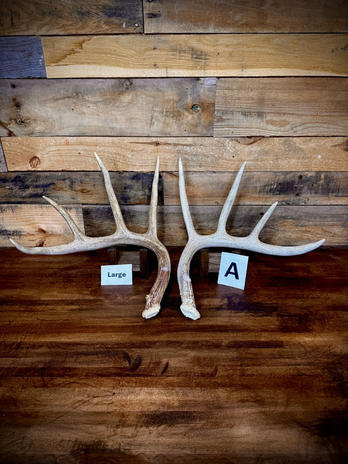 Rattling Antlers Collection 1 (2026) – Size LARGE - Choose Piece
