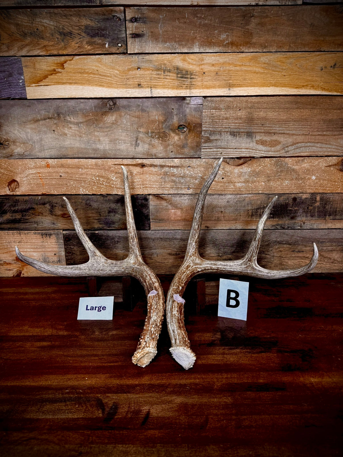 Rattling Antlers Collection 1 (2026) – Size LARGE - Choose Piece