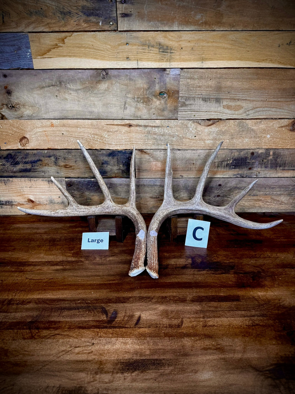 Rattling Antlers Collection 1 (2026) – Size LARGE - Choose Piece