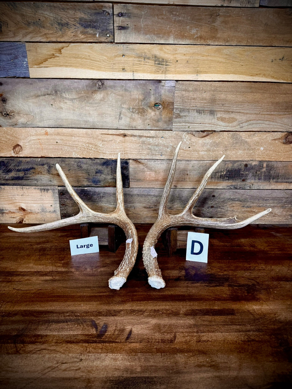 Rattling Antlers Collection 1 (2026) – Size LARGE - Choose Piece