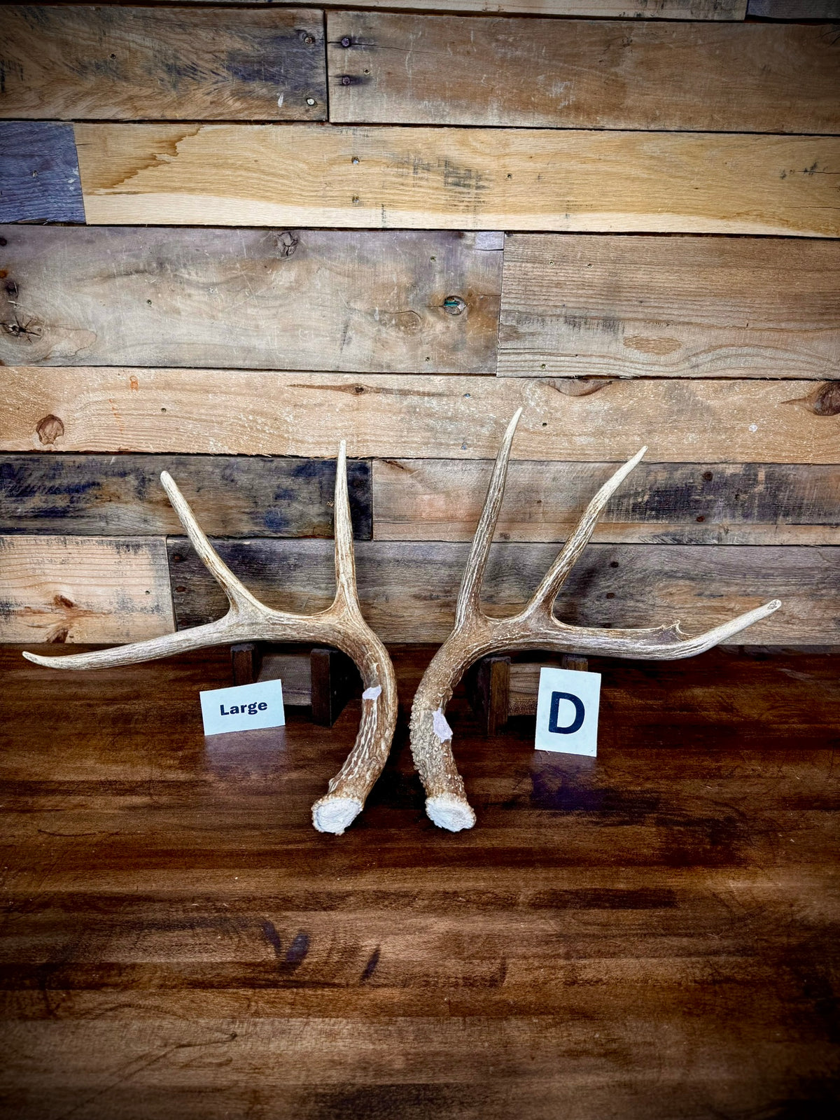 Rattling Antlers Collection 1 (2026) – Size LARGE - Choose Piece
