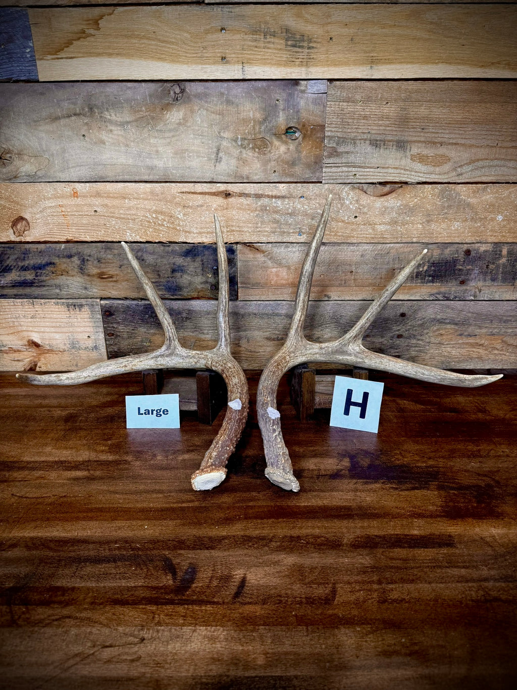 Rattling Antlers Collection 1 (2026) – Size LARGE - Choose Piece