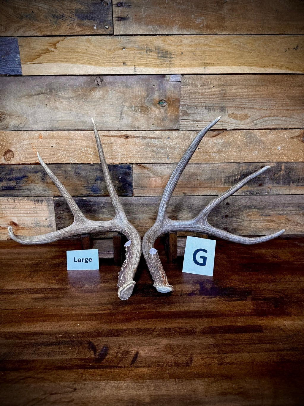 Rattling Antlers Collection 1 (2026) – Size LARGE - Choose Piece