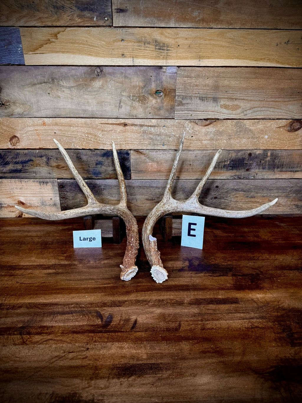 Rattling Antlers Collection 1 (2026) – Size LARGE - Choose Piece