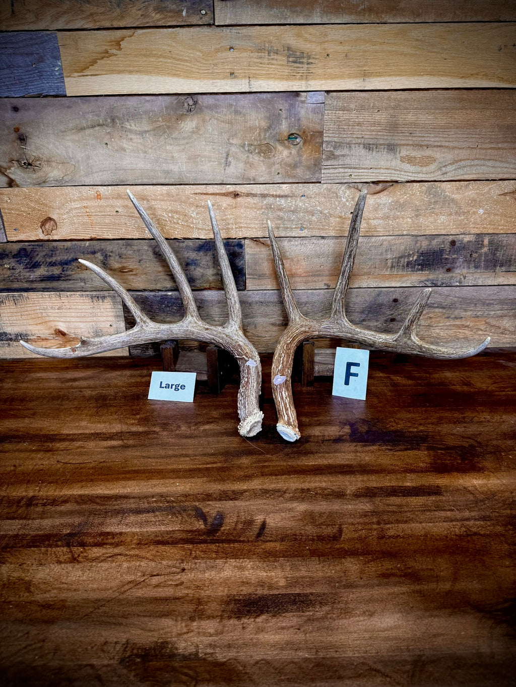 Rattling Antlers Collection 1 (2026) – Size LARGE - Choose Piece