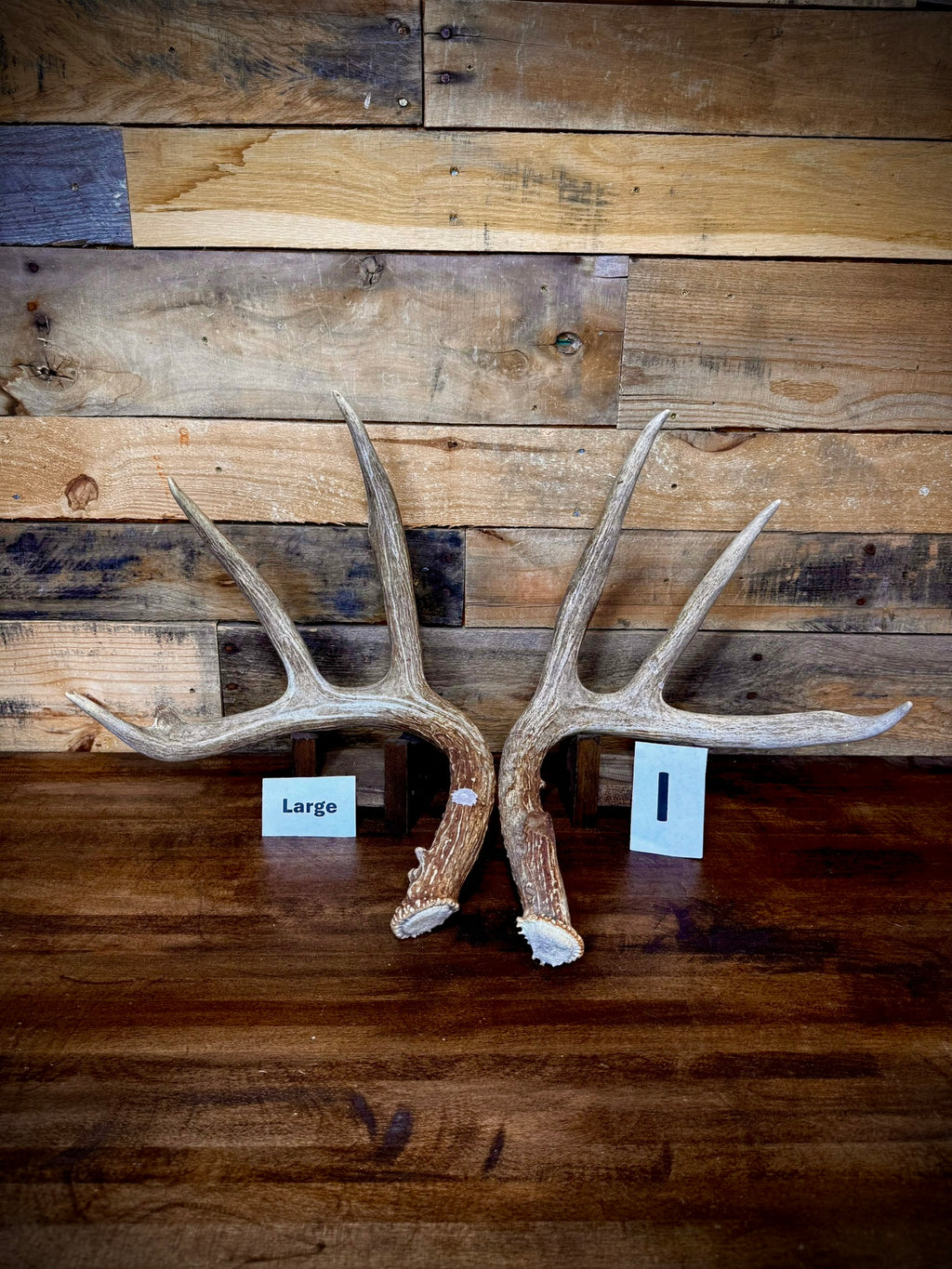 Rattling Antlers Collection 1 (2026) – Size LARGE - Choose Piece