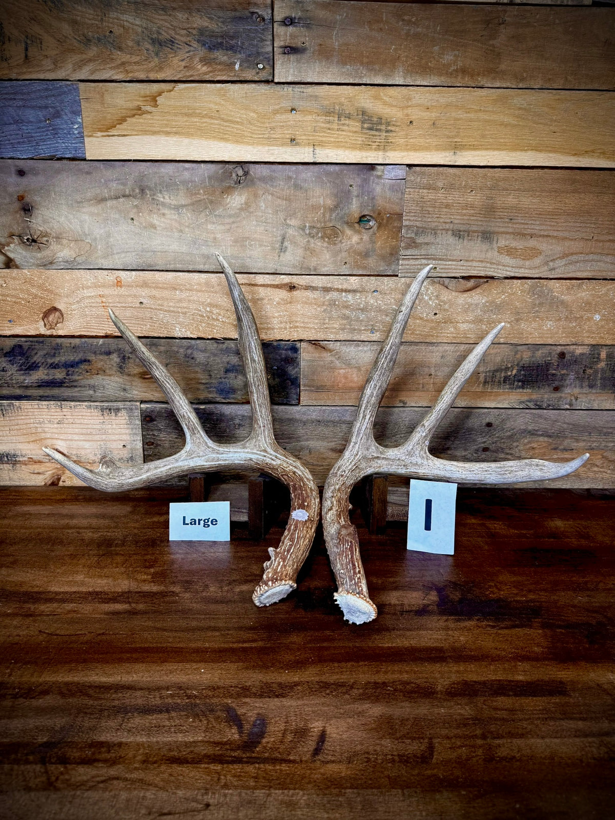 Rattling Antlers Collection 1 (2026) – Size LARGE - Choose Piece