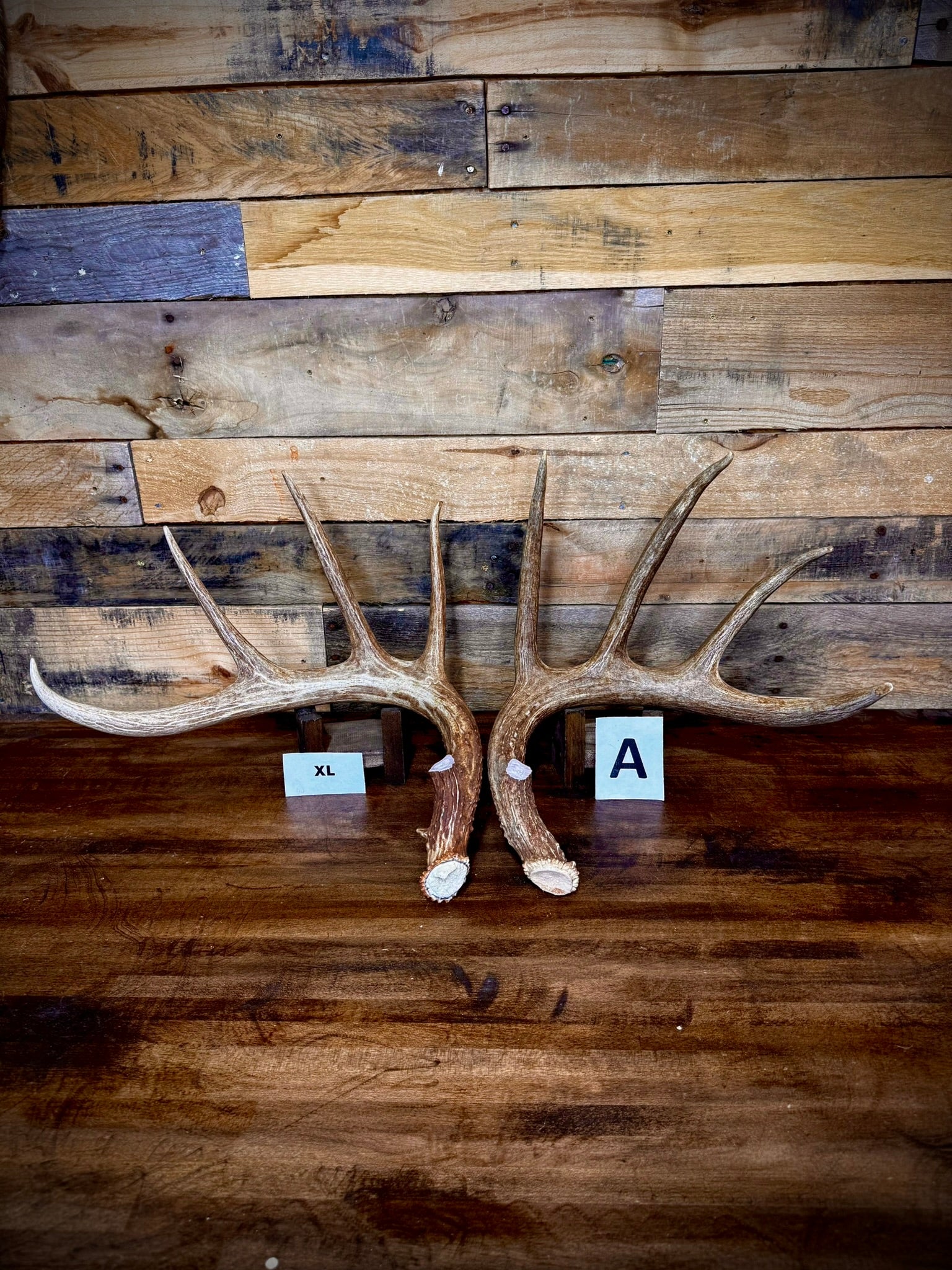 Rattling Antlers Collection 1 (2026) - Size EXTRA LARGE - Choose Piece