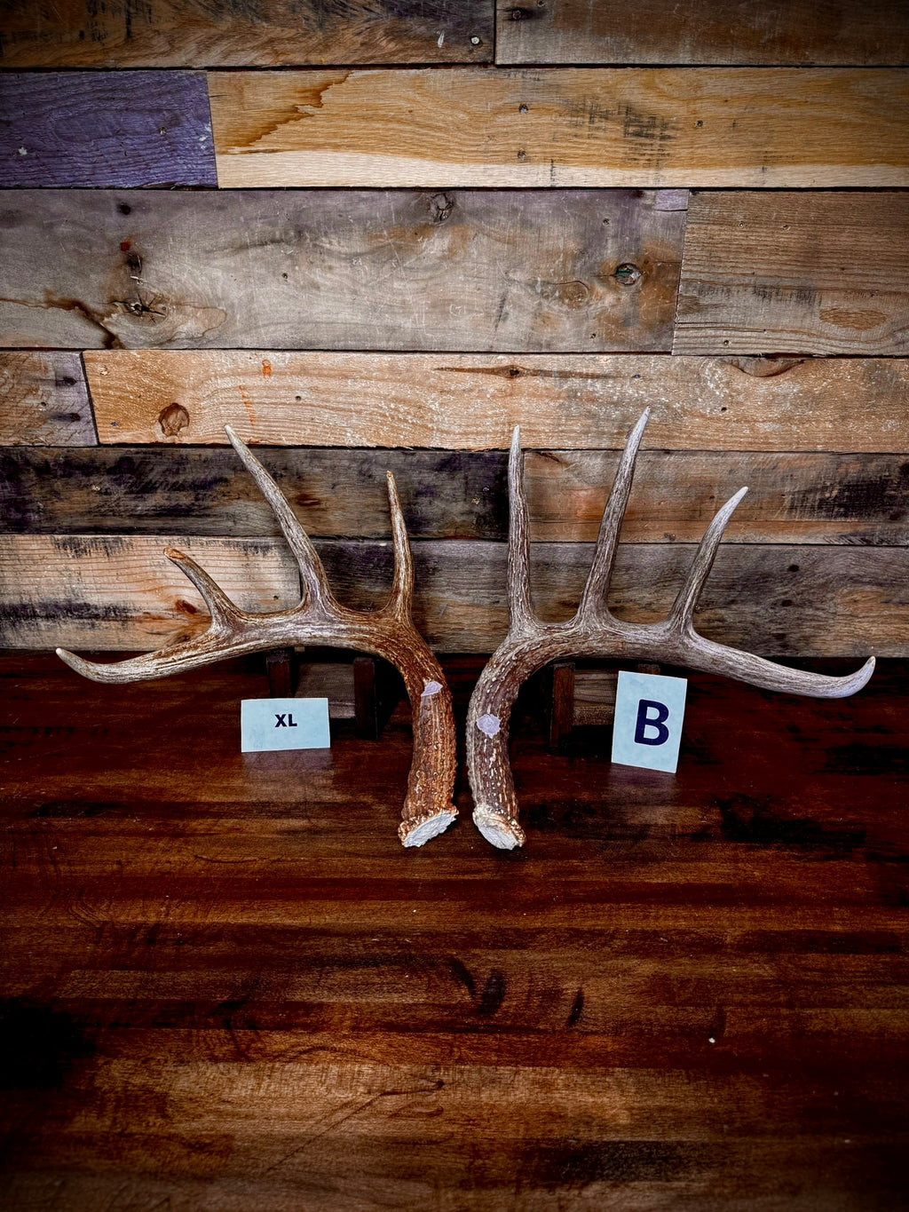 Rattling Antlers Collection 1 (2026) - Size EXTRA LARGE - Choose Piece