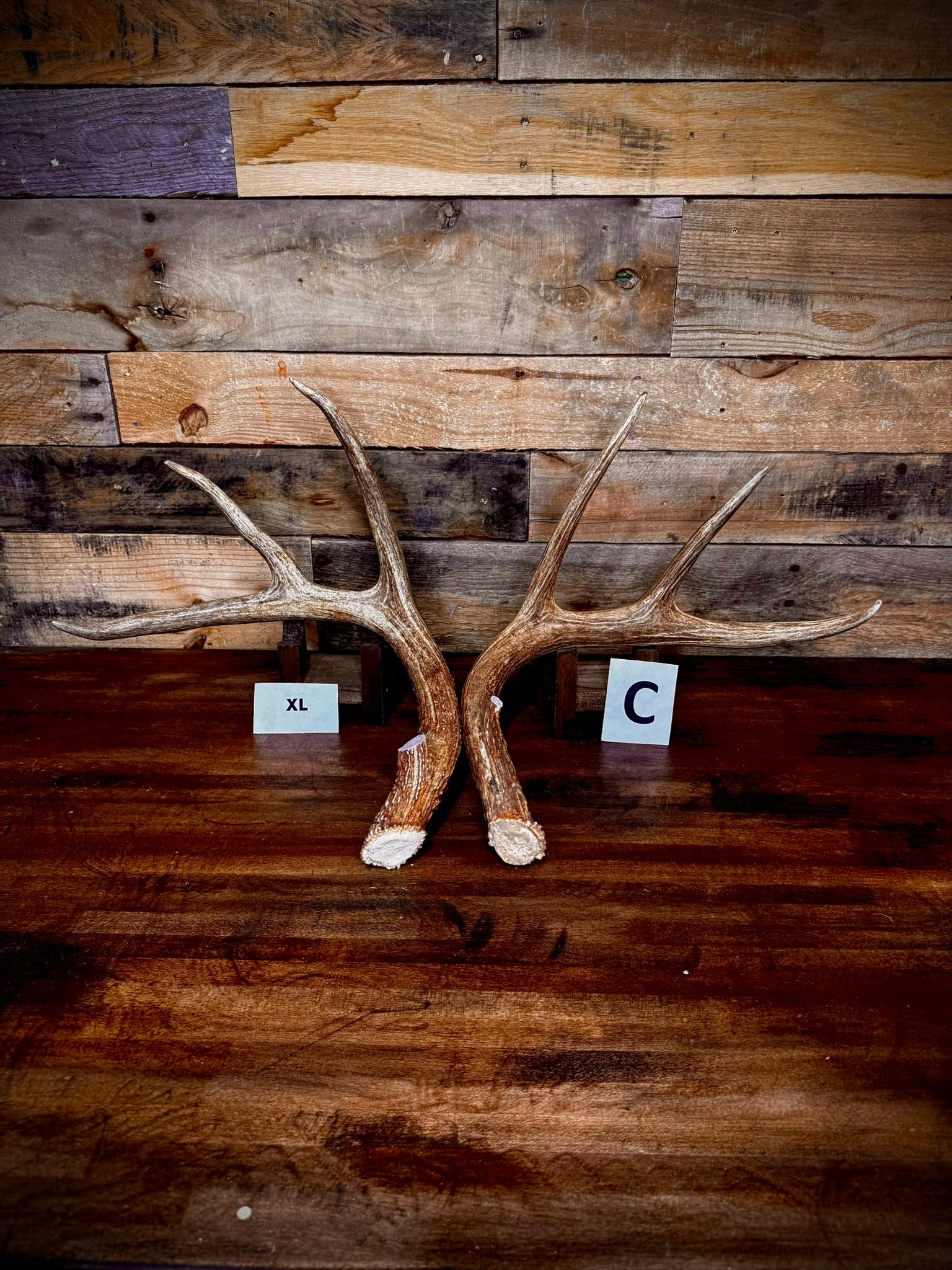 Rattling Antlers Collection 1 (2026) - Size EXTRA LARGE - Choose Piece