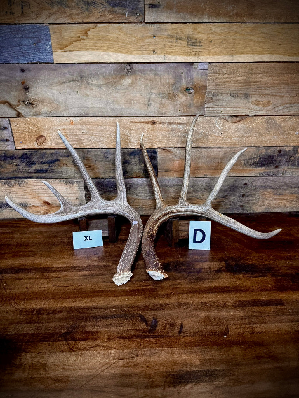 Rattling Antlers Collection 1 (2026) - Size EXTRA LARGE - Choose Piece