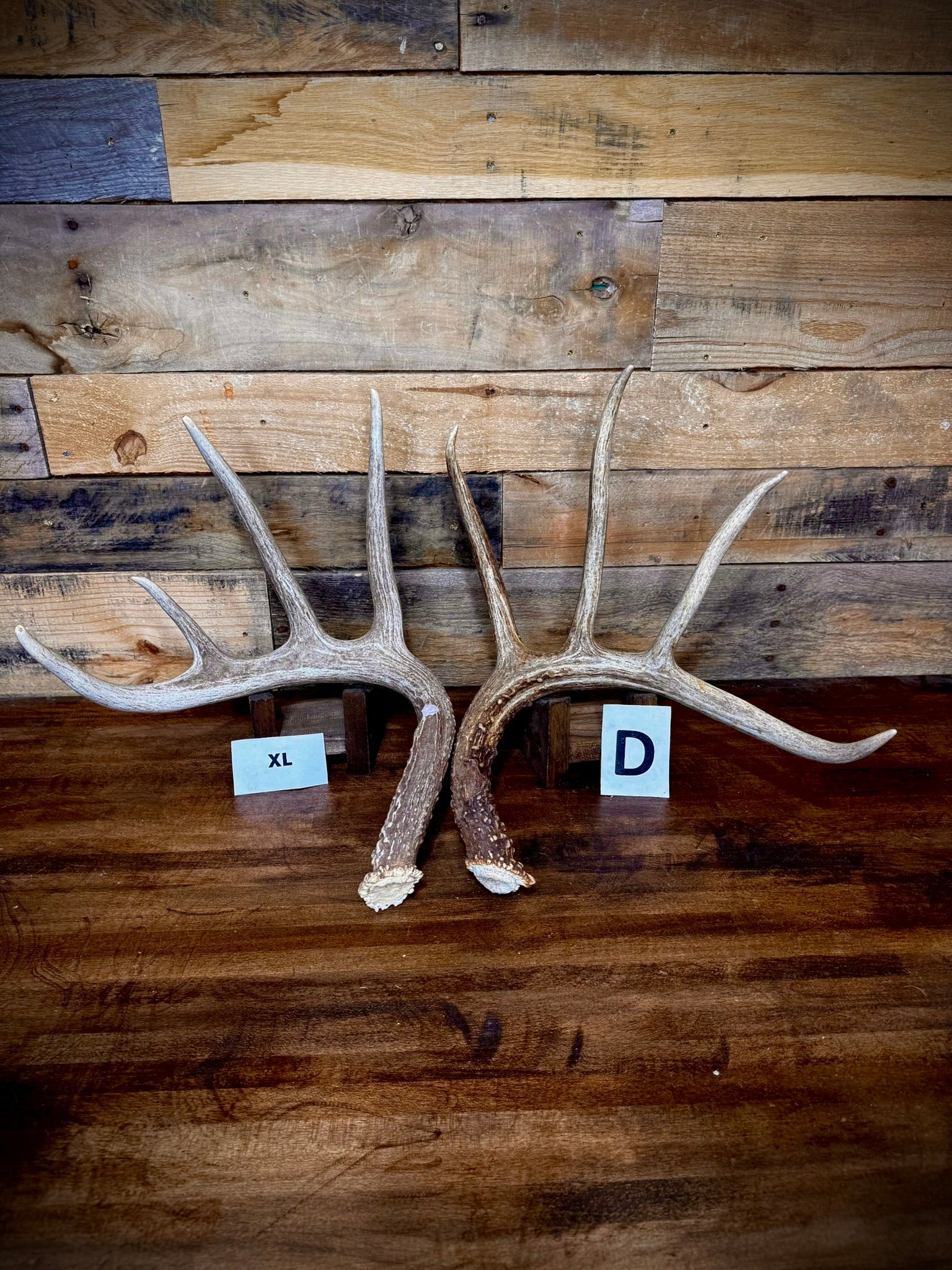 Rattling Antlers Collection 1 (2026) - Size EXTRA LARGE - Choose Piece