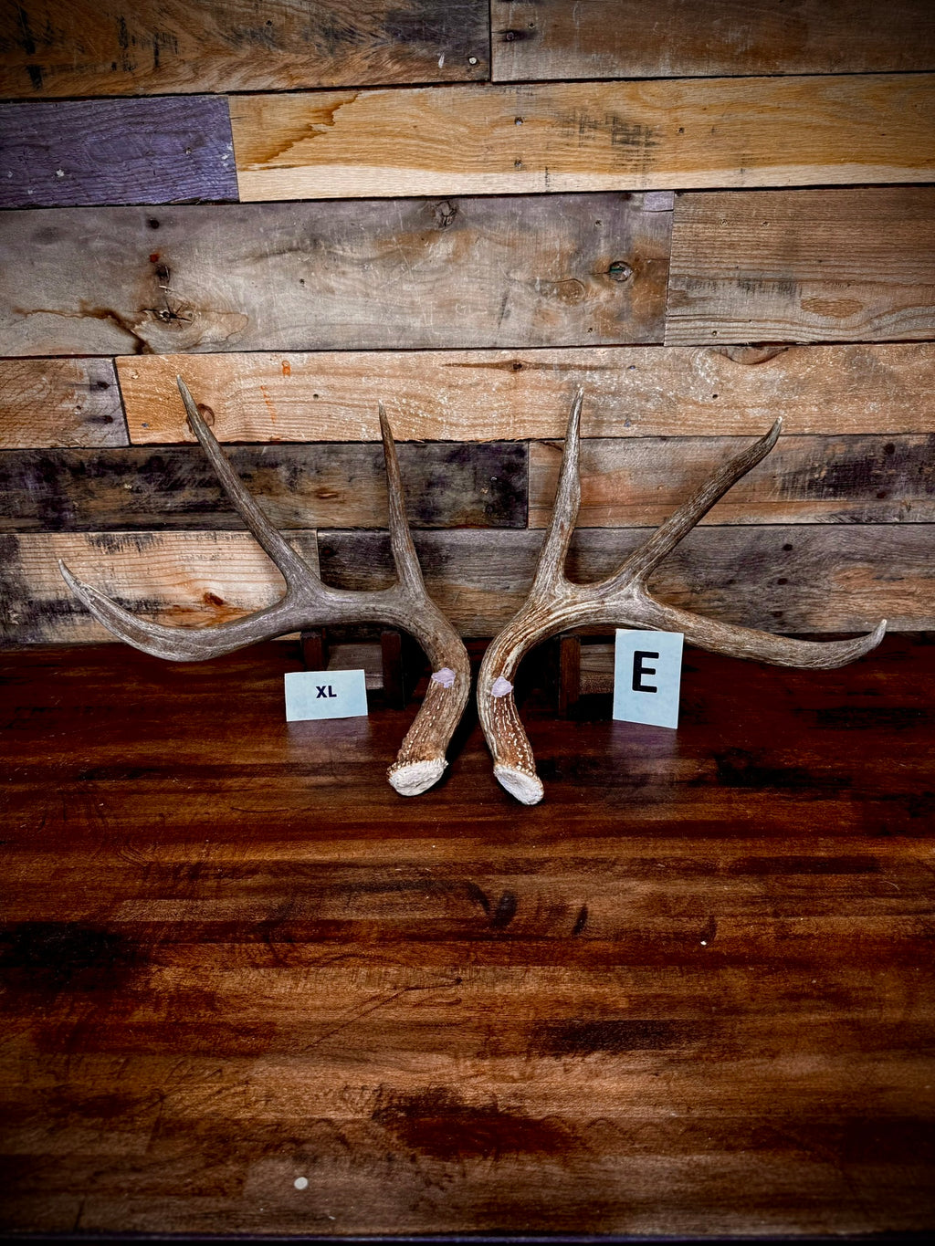Rattling Antlers Collection 1 (2026) - Size EXTRA LARGE - Choose Piece