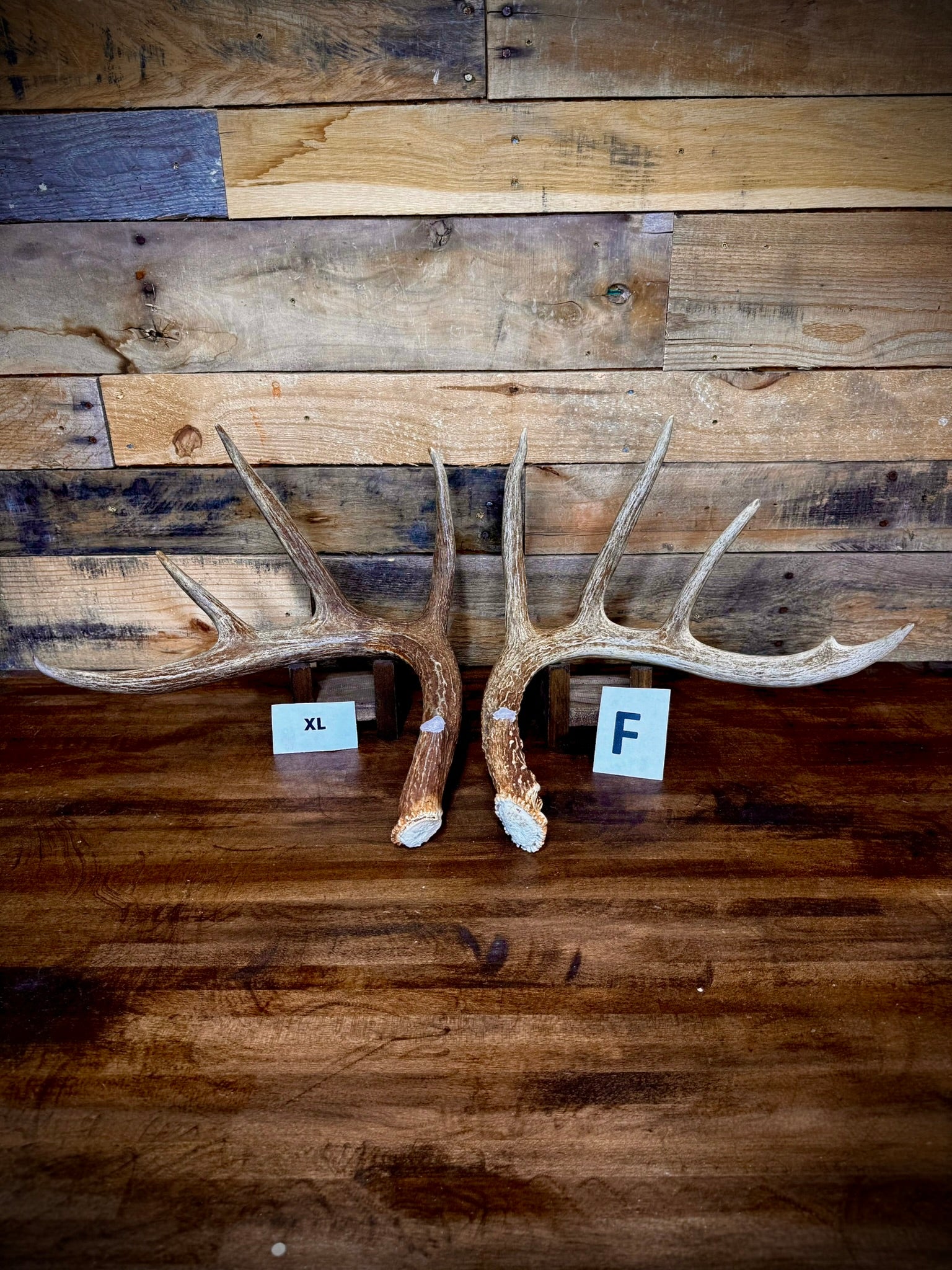 Rattling Antlers Collection 1 (2026) - Size EXTRA LARGE - Choose Piece