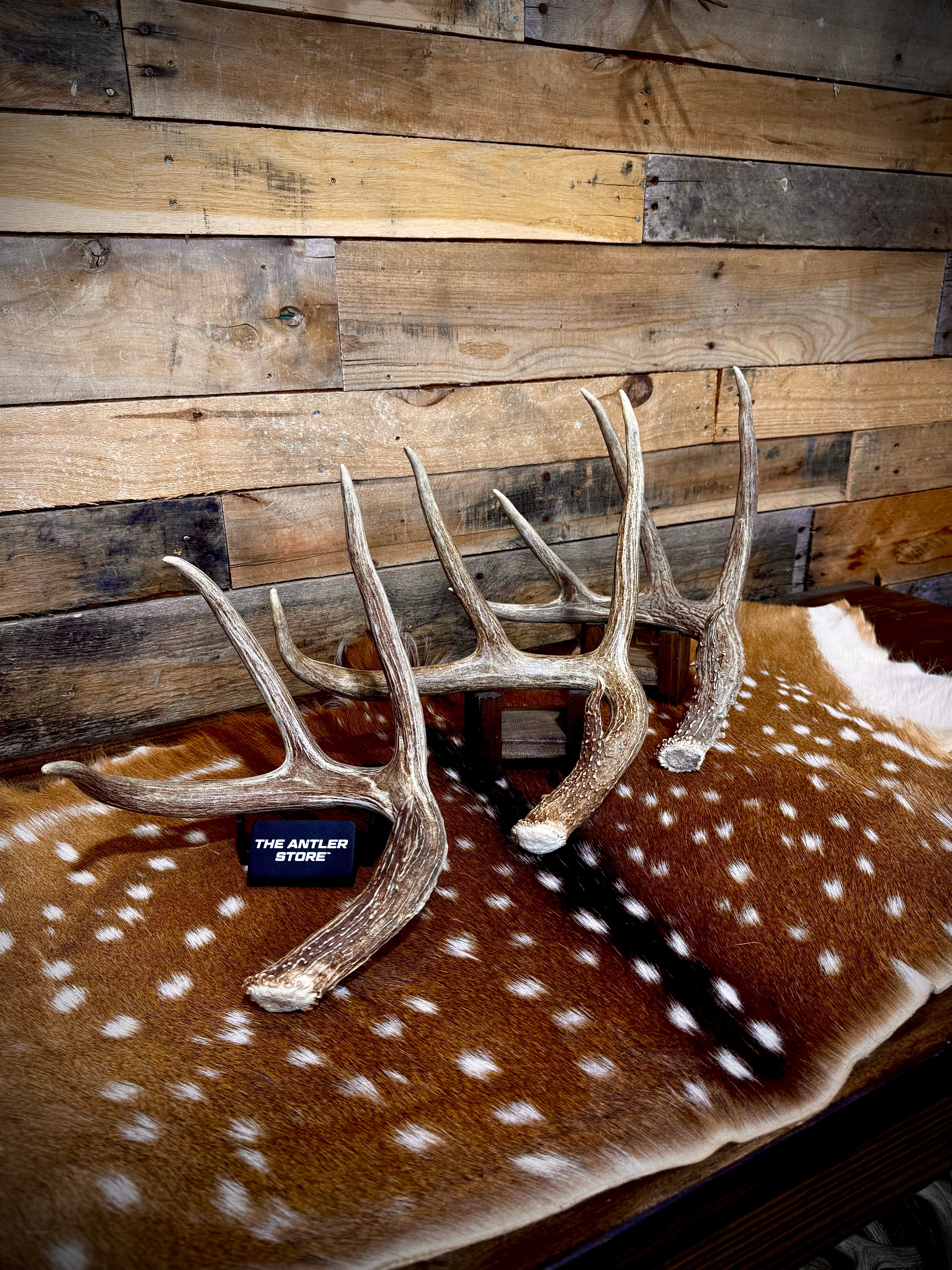 Large Size Whitetail Deer Antler Sheds - A Grade - Choose Quantity