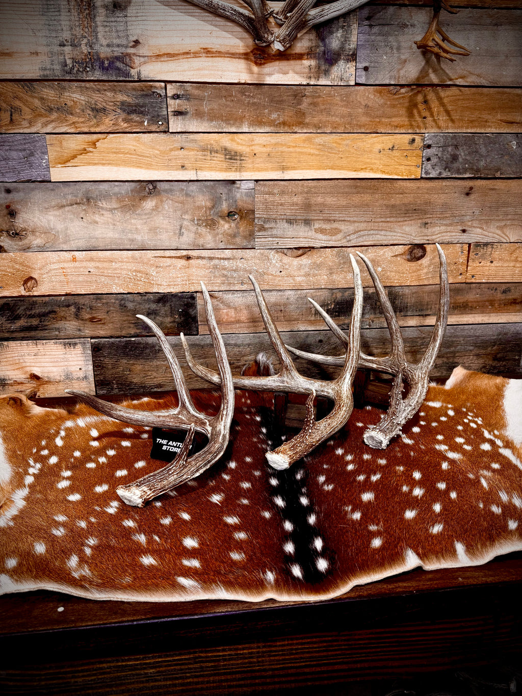 Large Size Whitetail Deer Antler Sheds - A Grade - Choose Quantity