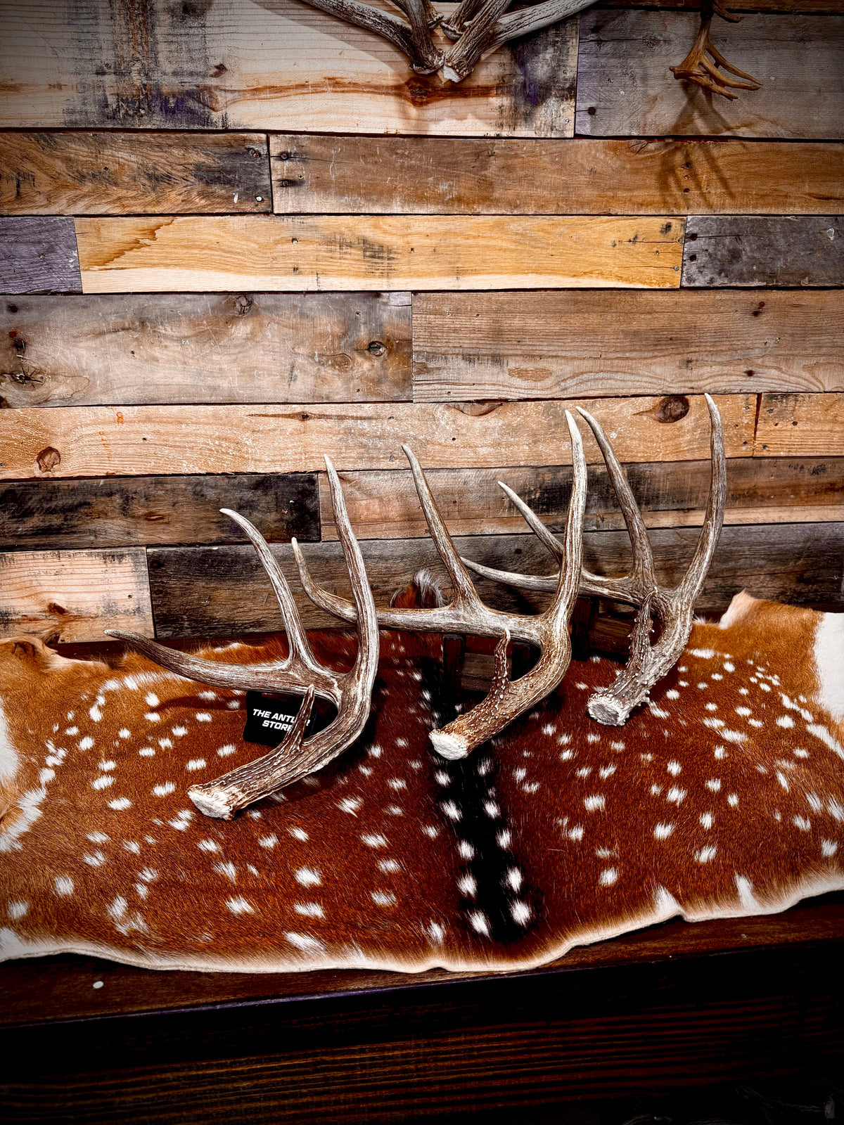 Large Size Whitetail Deer Antler Sheds - A Grade - Choose Quantity