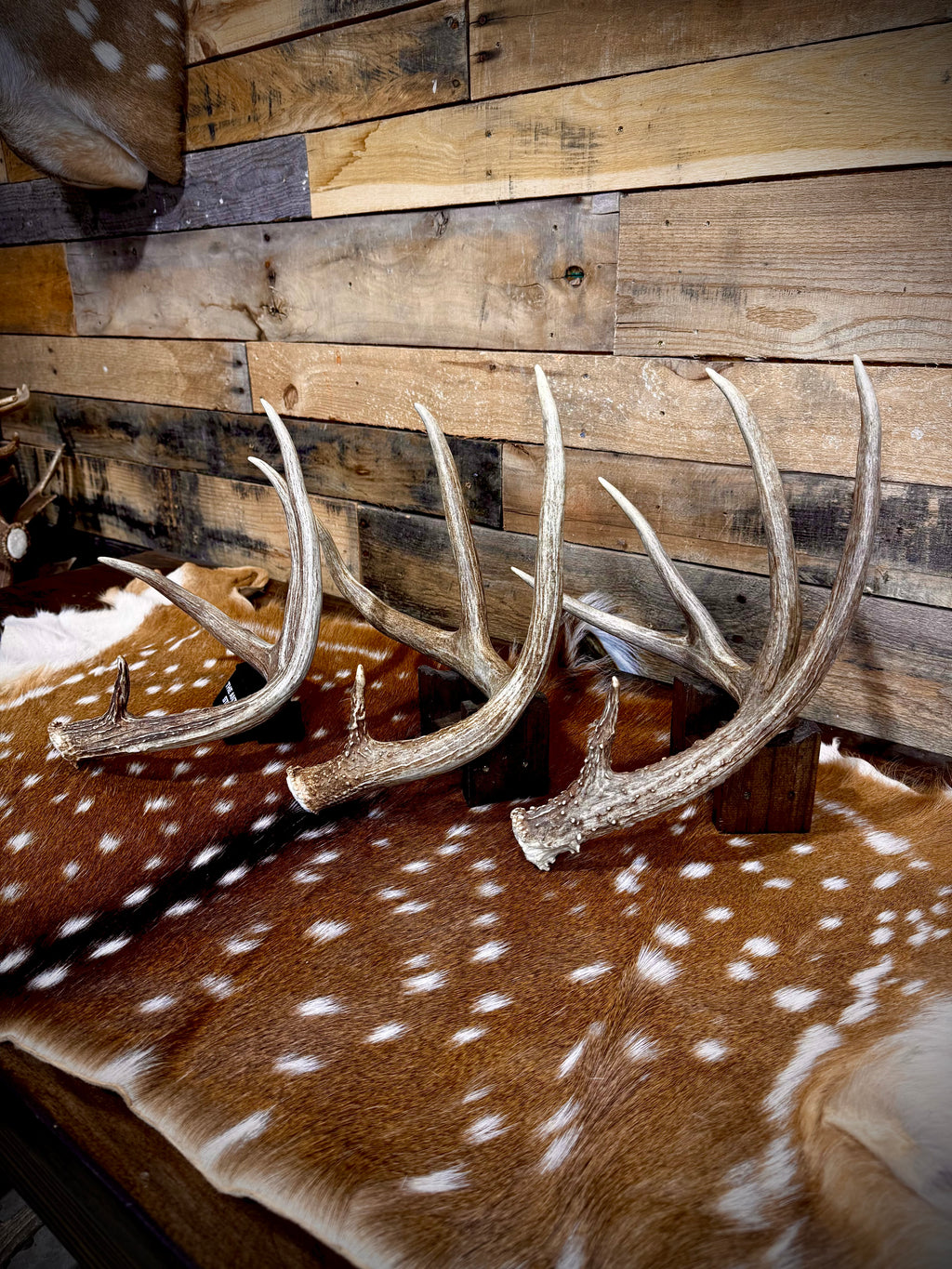 Large Size Whitetail Deer Antler Sheds - A Grade - Choose Quantity