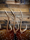 Large Axis Deer Antler Sheds, 22-26" Long - A Grade - Choose Quantity
