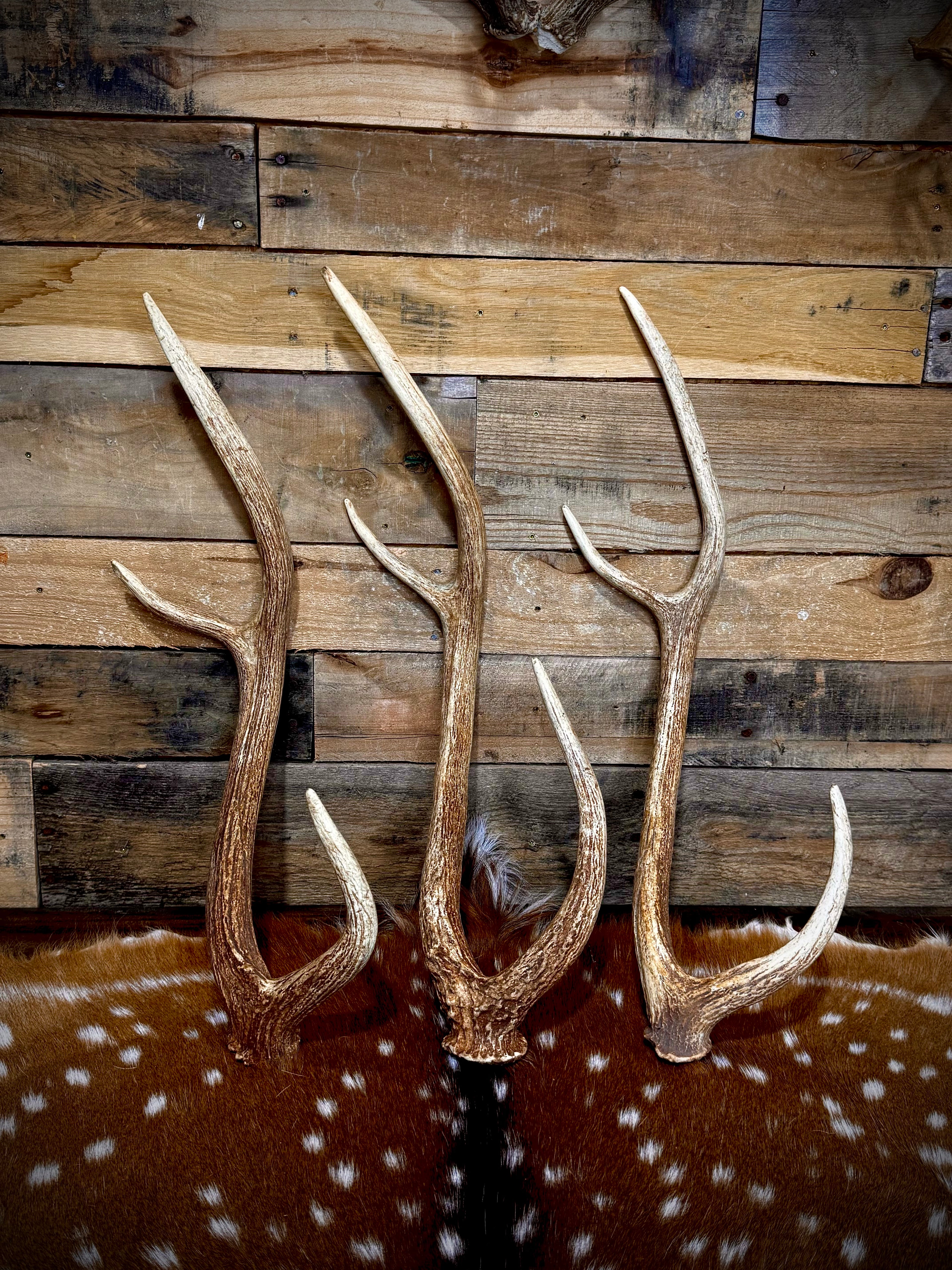 Large Axis Deer Antler Sheds, 22-26" Long - A Grade - Choose Quantity