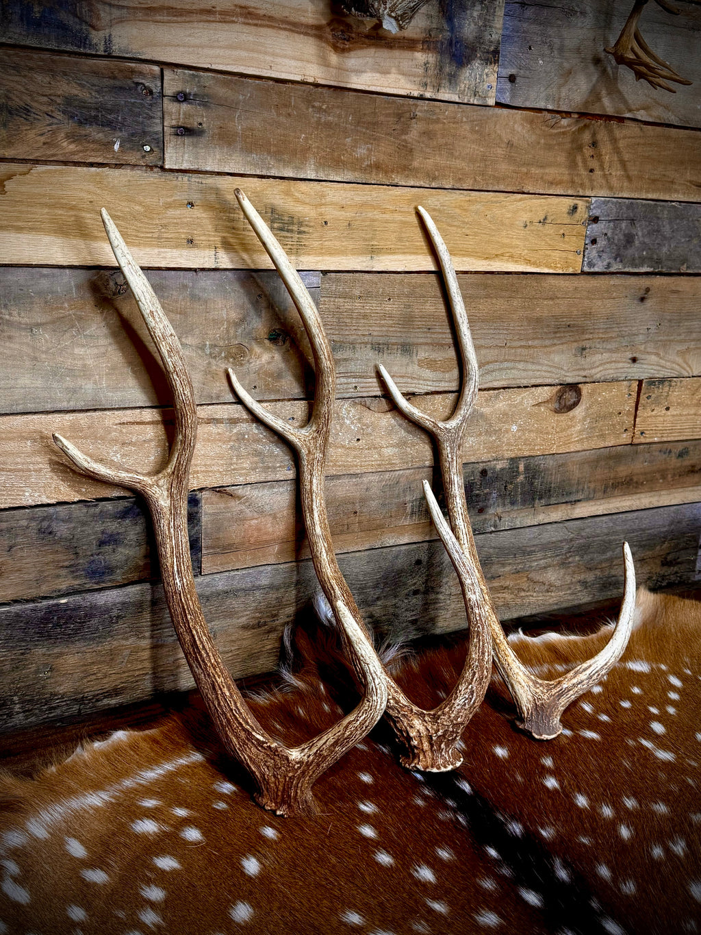 Large Axis Deer Antler Sheds, 22-26" Long - A Grade - Choose Quantity