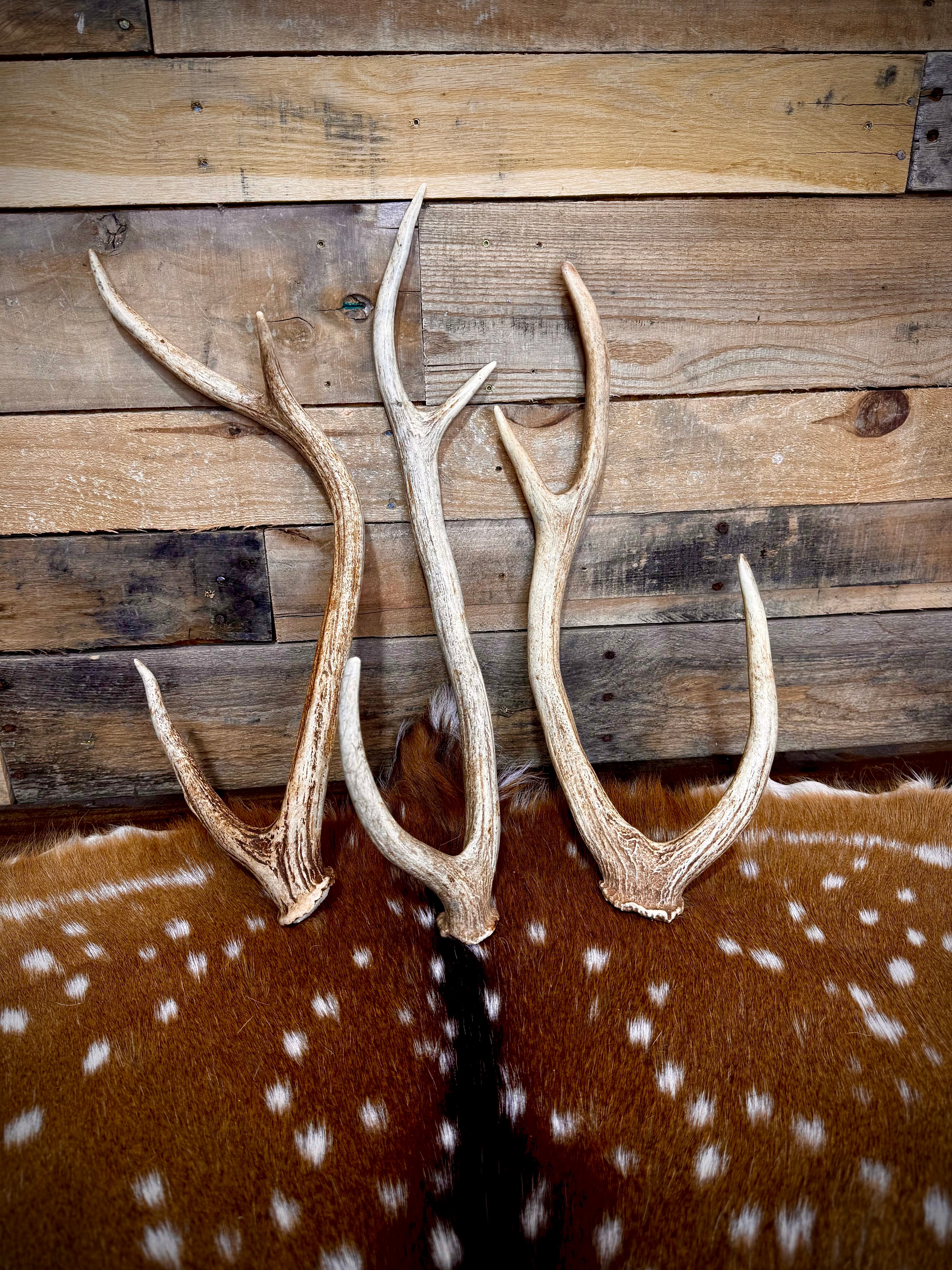 Medium Axis Deer Antler Sheds -18-22" Long - A Grade - Choose Quantity