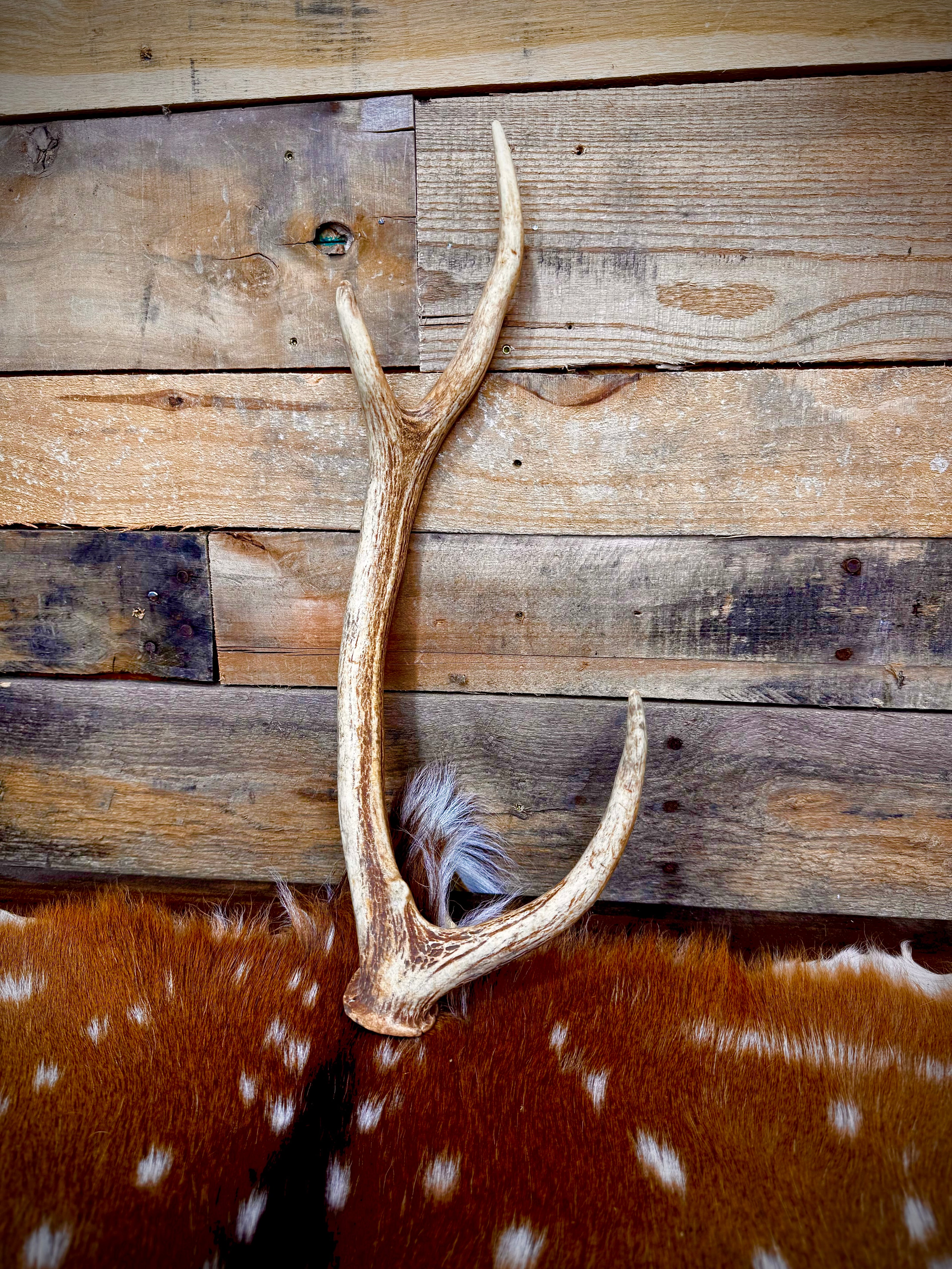 Small Axis Deer Antler Sheds, 12-18" Long - A Grade - Choose Quantity