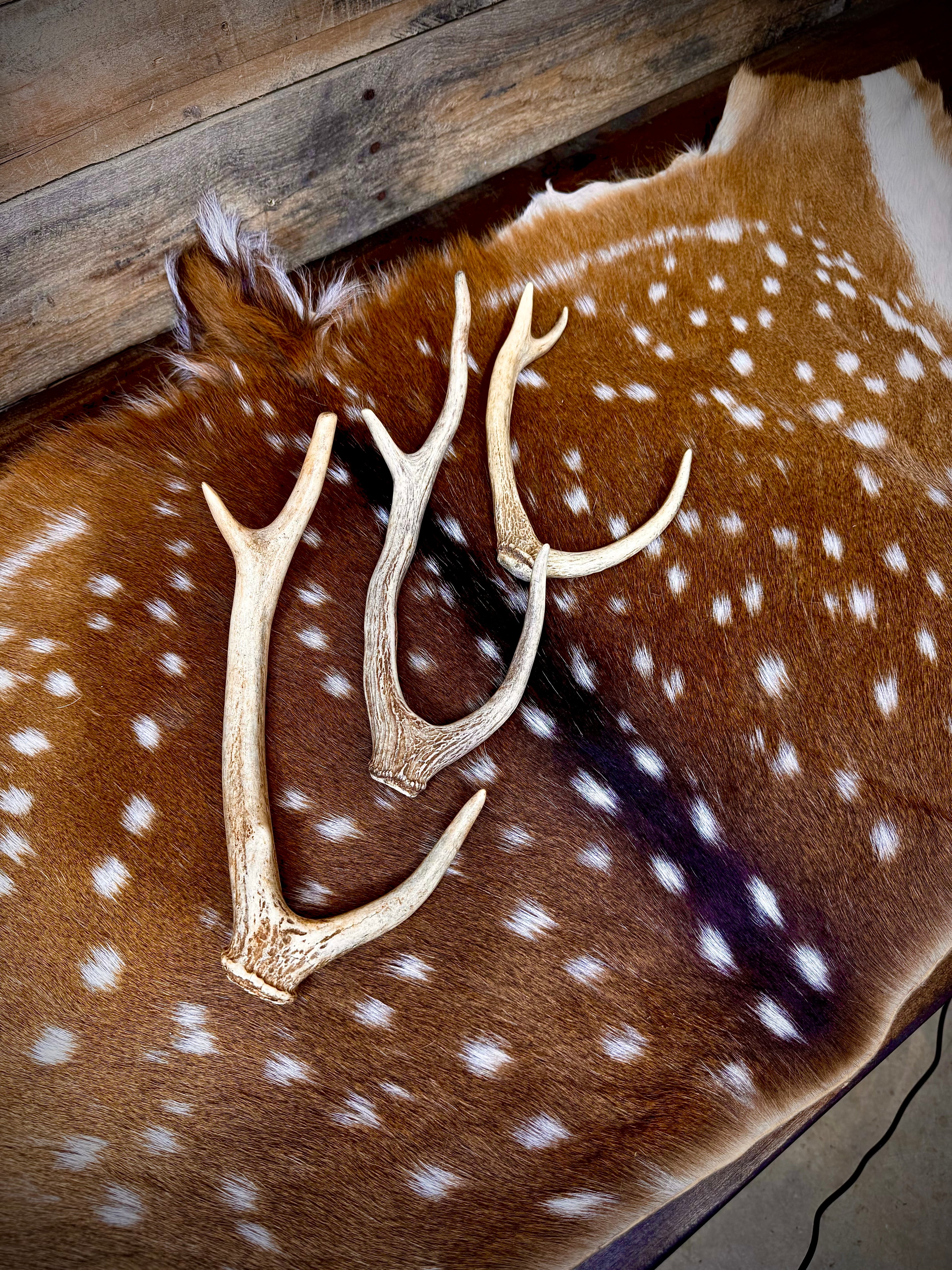 Extra Small Axis Deer Antler Sheds - Under 12" Long - Choose Quantity